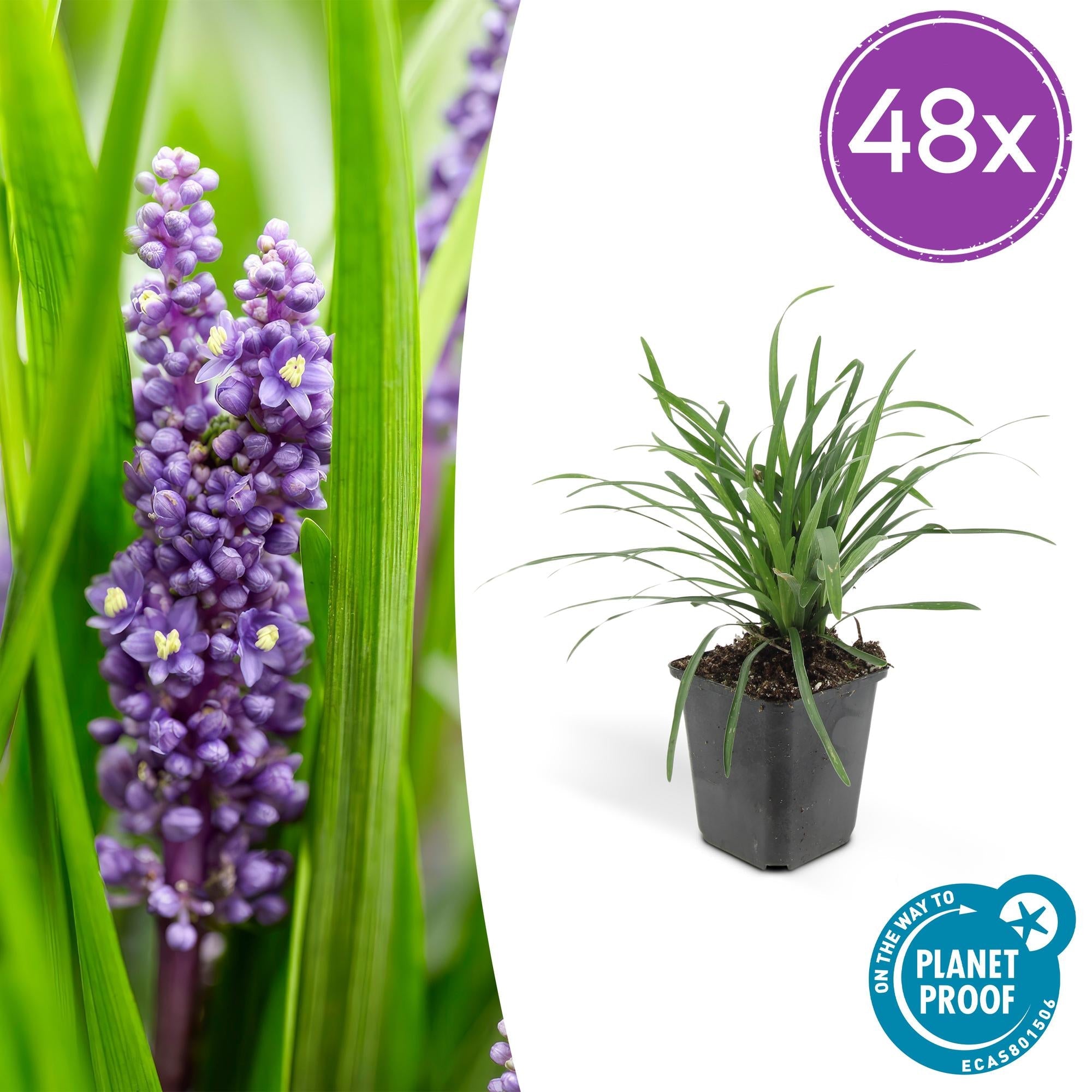 Image of Lilientraube Liriope muscari 'Big Blue' – ↕10-25cm – Ø9cm –, Pflegeleicht, Halbschatten-6