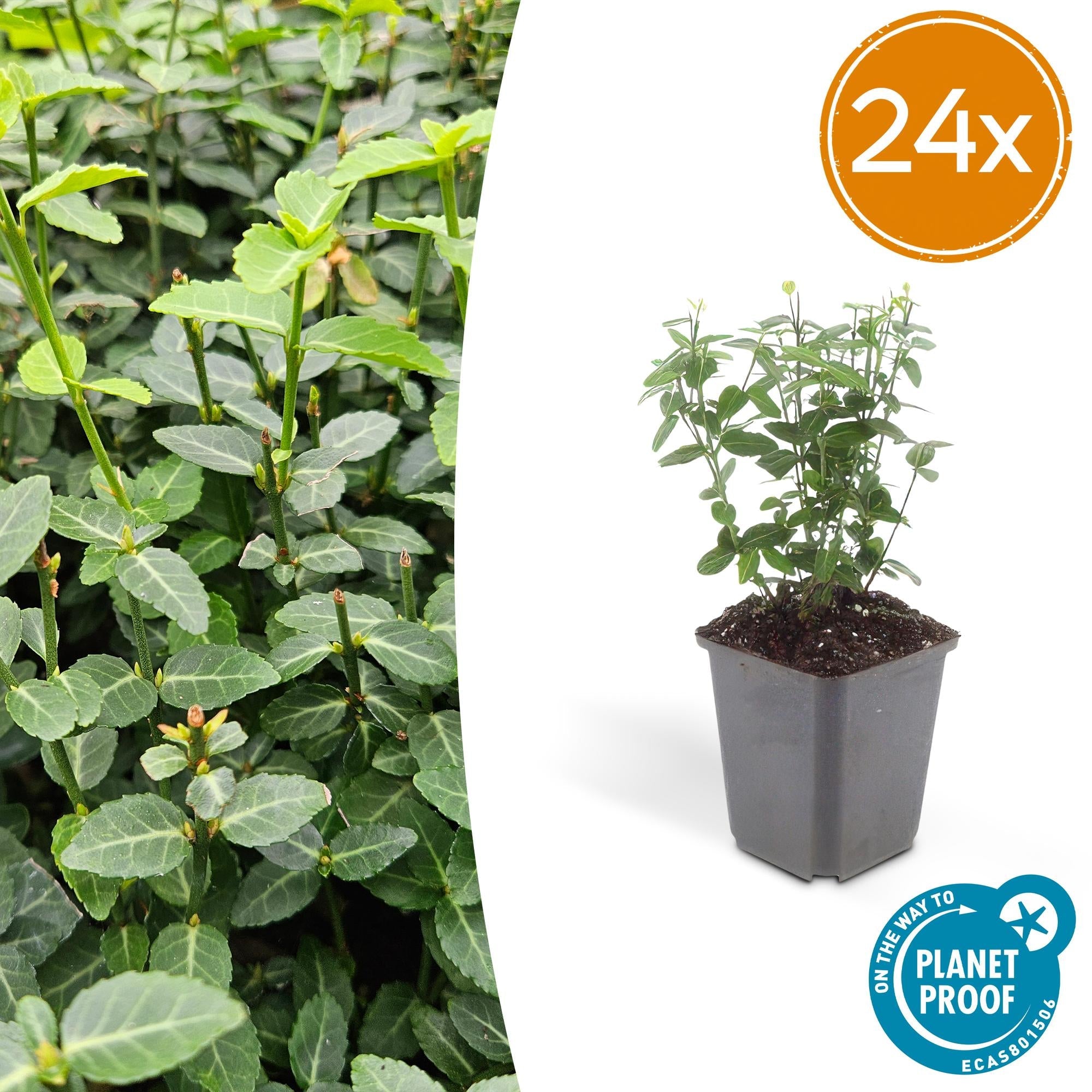 Image of Immergrüne Kriechspindel – Euonymus fortunei radicans – ↕10-25cm – Ø9cm – Pflegeleicht & Winterhart – Garten, Beete & Zäune-7