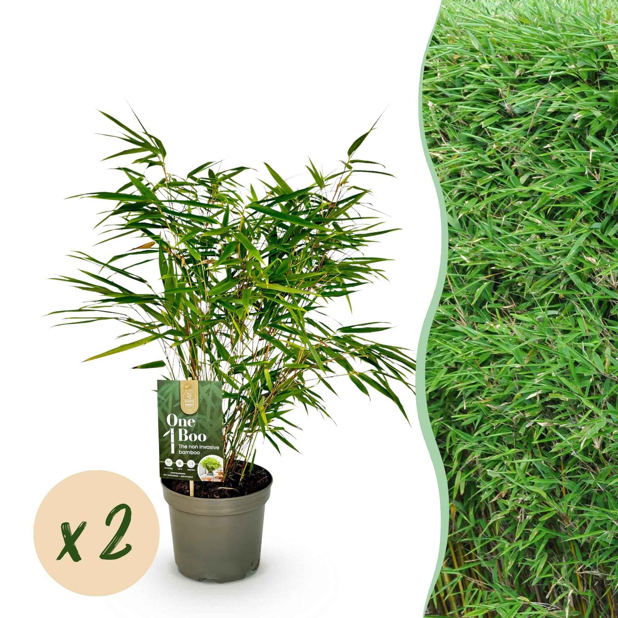 Image of Bambus Fargesia rufa – Immergrün – Nicht ausbreitend – Grüner Bambus für Hecke, Garten & Terrasse – Ø17cm Höhe ca. 60cm-2