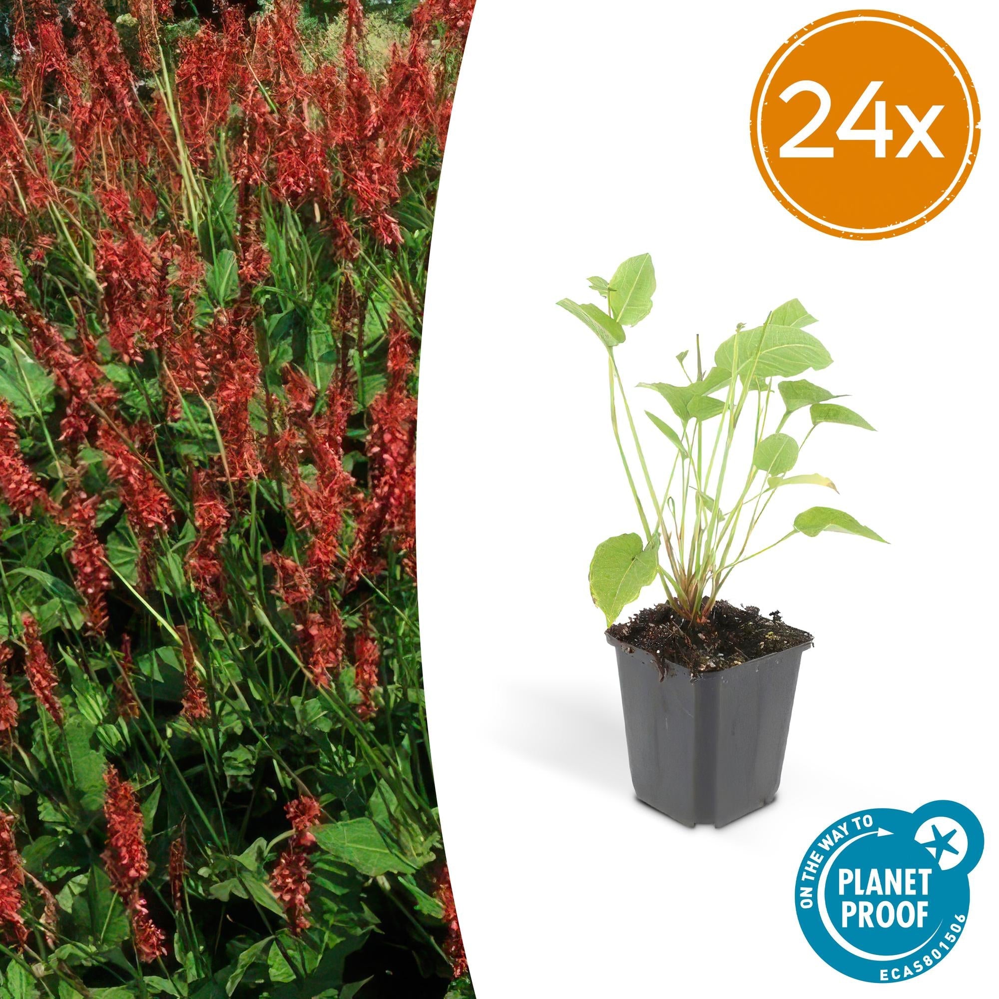 Image of Kerzenknöterich Persicaria amplexicaulis – ↕10-25cm – Ø9cm – Robuste Staude für Garten & Beete – Rote Blüten-7