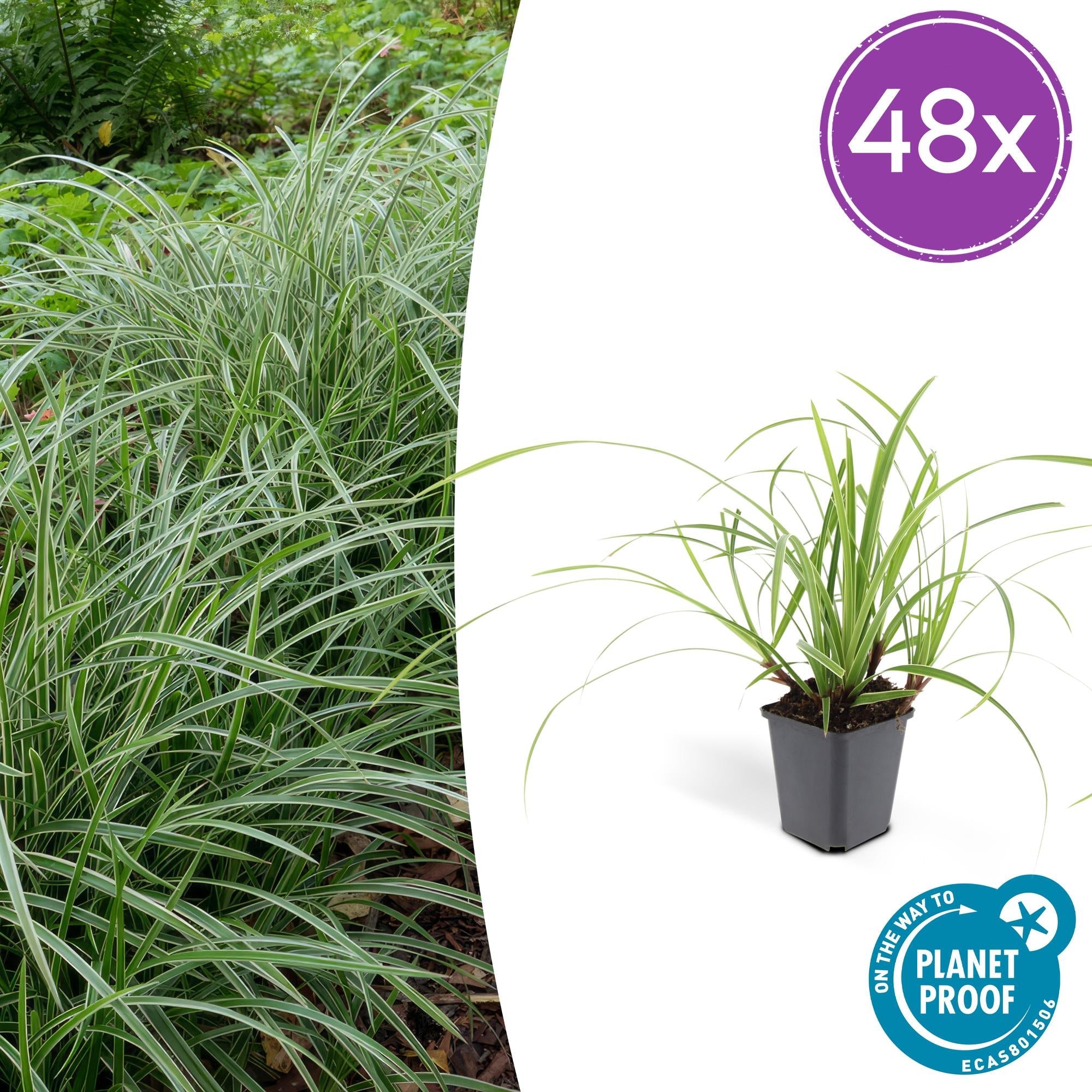 Image of Weißrandige Segge Carex morrowii 'Ice Dance' – ↕10-25cm – Ø9cm – für Sonne & Schatten – Pflegeleicht-6