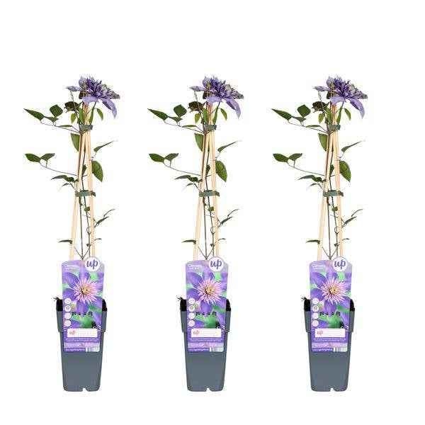 Image of Clematis Multi Blue Kletterpflanze Ø15cm ↕65cm – winterharte Pflanze für Garten, Balkon, Terrasse, Kübel & Beet online kaufen-2