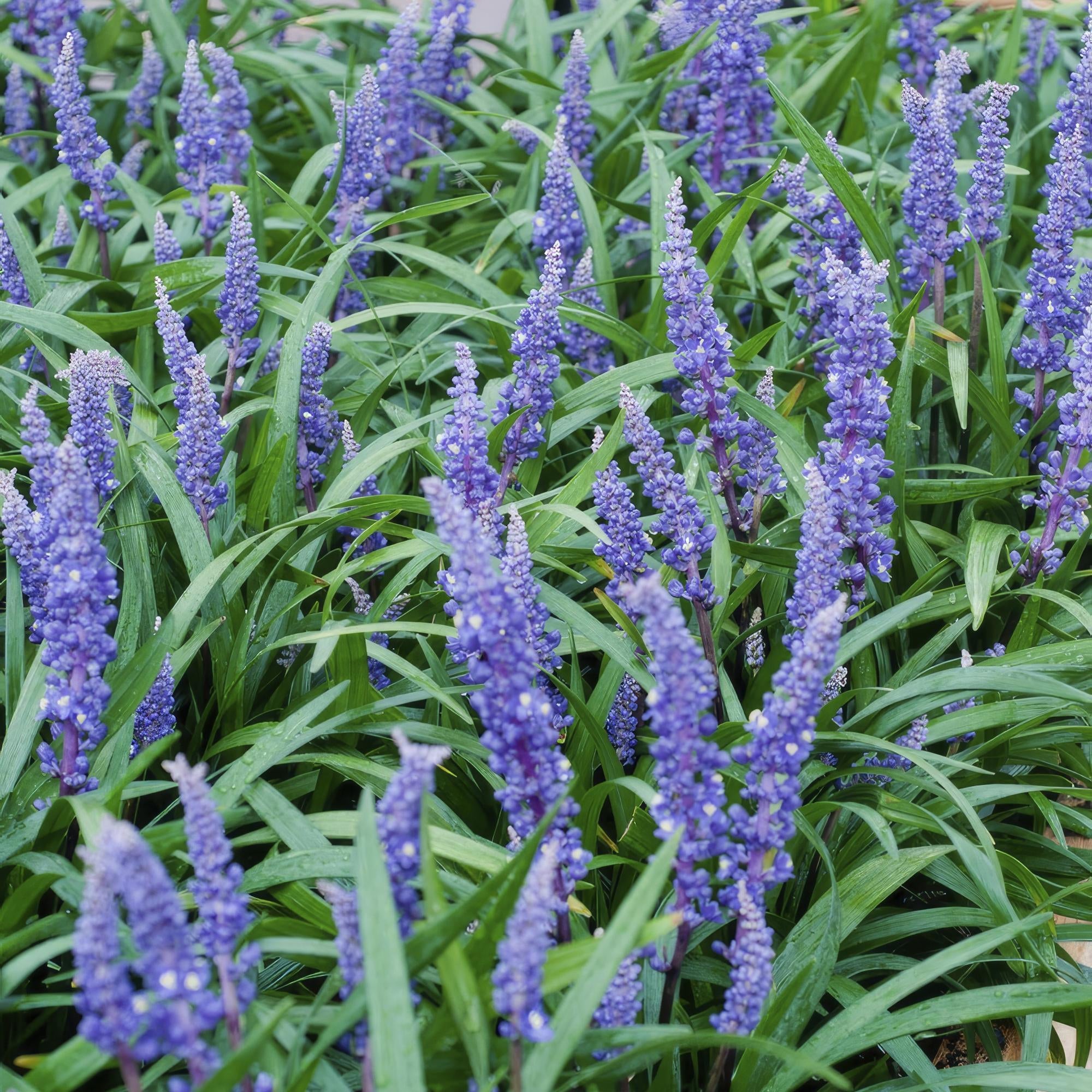 Image of Lilientraube Liriope muscari 'Big Blue' – ↕10-25cm – Ø9cm –, Pflegeleicht, Halbschatten-5