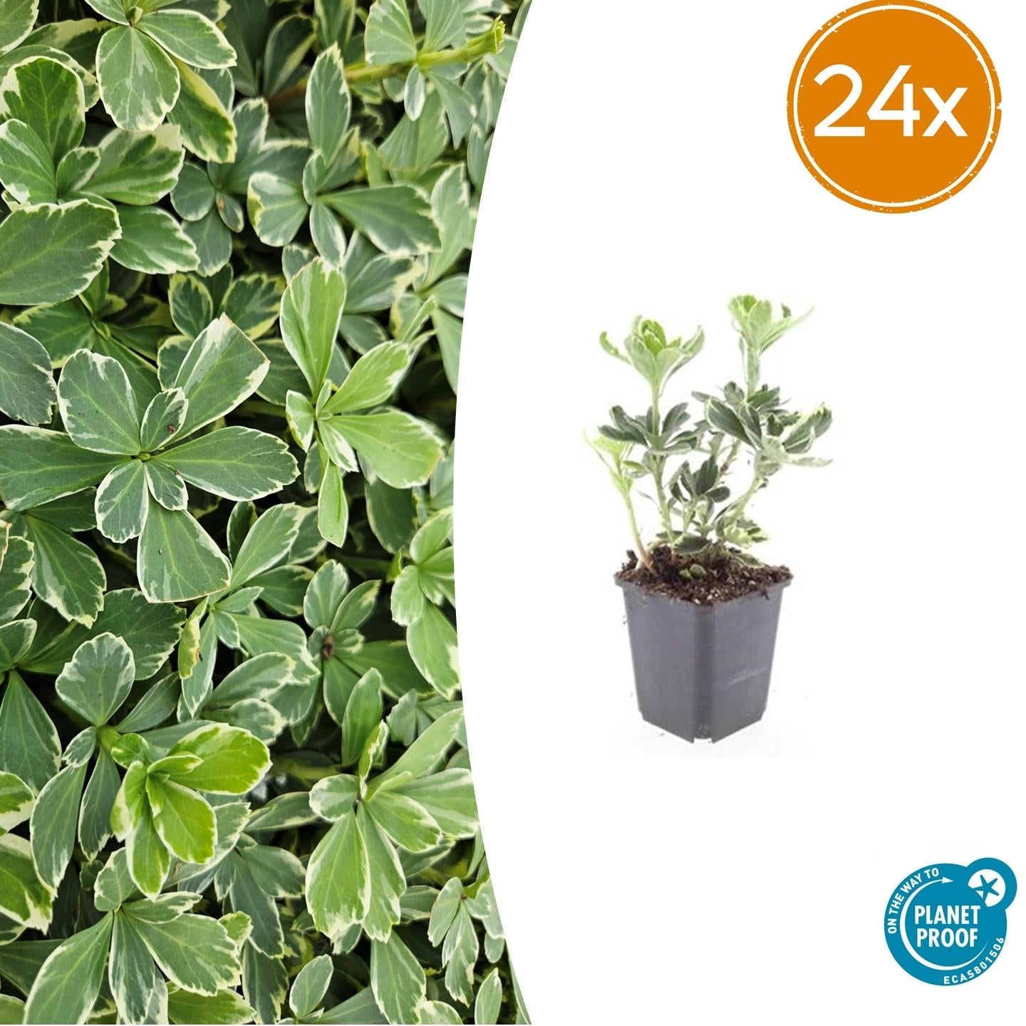 Image of Schattengrün Pachysandra terminalis 'Variegata' – ↕10-25cm – Ø9cm – Cremeweiße Blätter-7