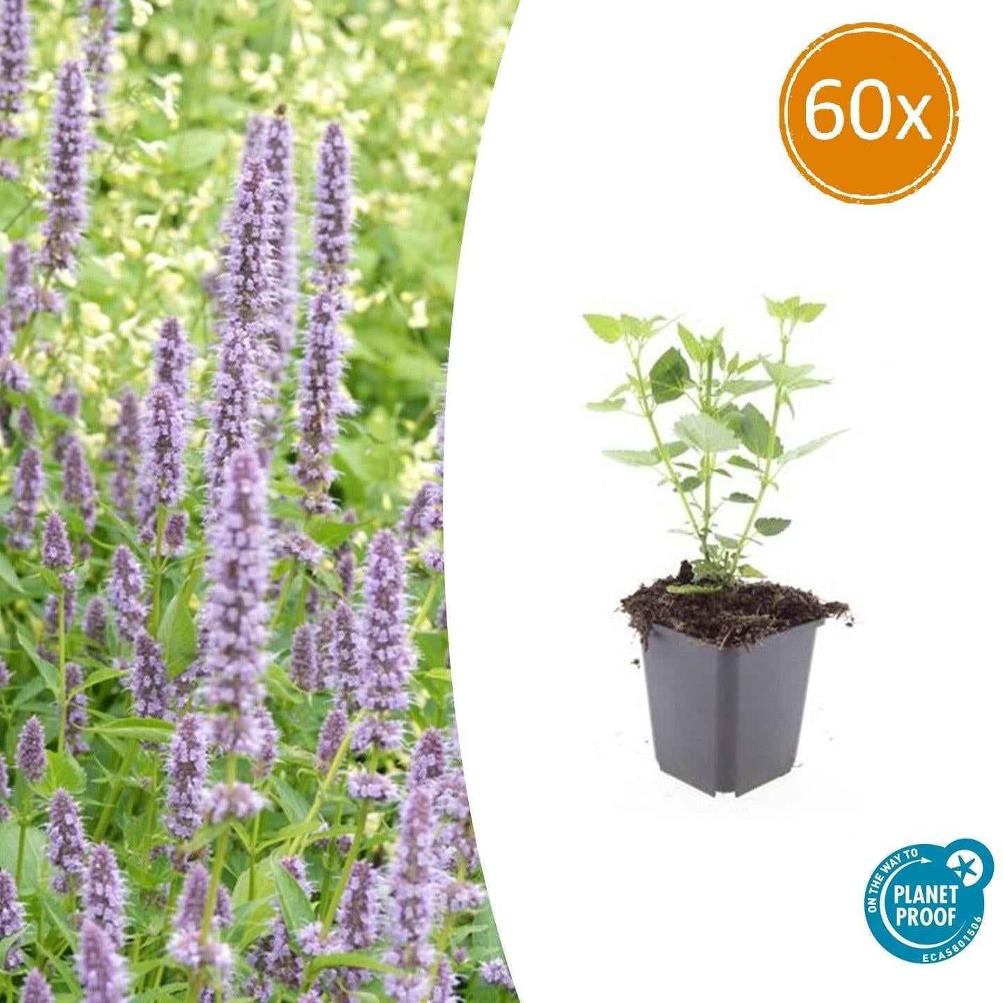 Image of Asiatische Duftnessel – Agastache 'Blue Fortune' – ↕10-25cm – Ø9cm – Lavendelblaue Blüten – Schmetterlings – & bienenfreundlich-0