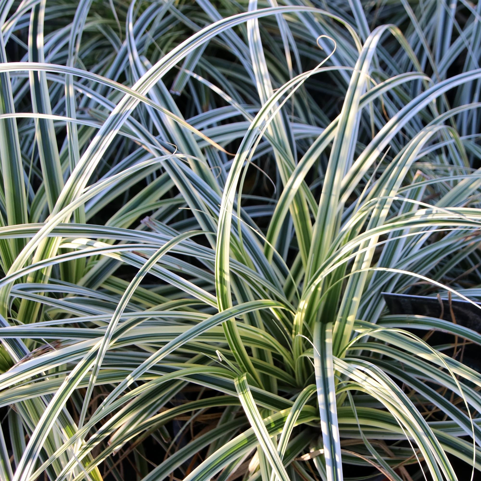Image of Grünweiße Segge Carex oshimensis Everest – Ø17cm – Immergrün, winterhart & pflegeleicht – Weiß – grüne Blätter – Höhe ca. 50cm-4