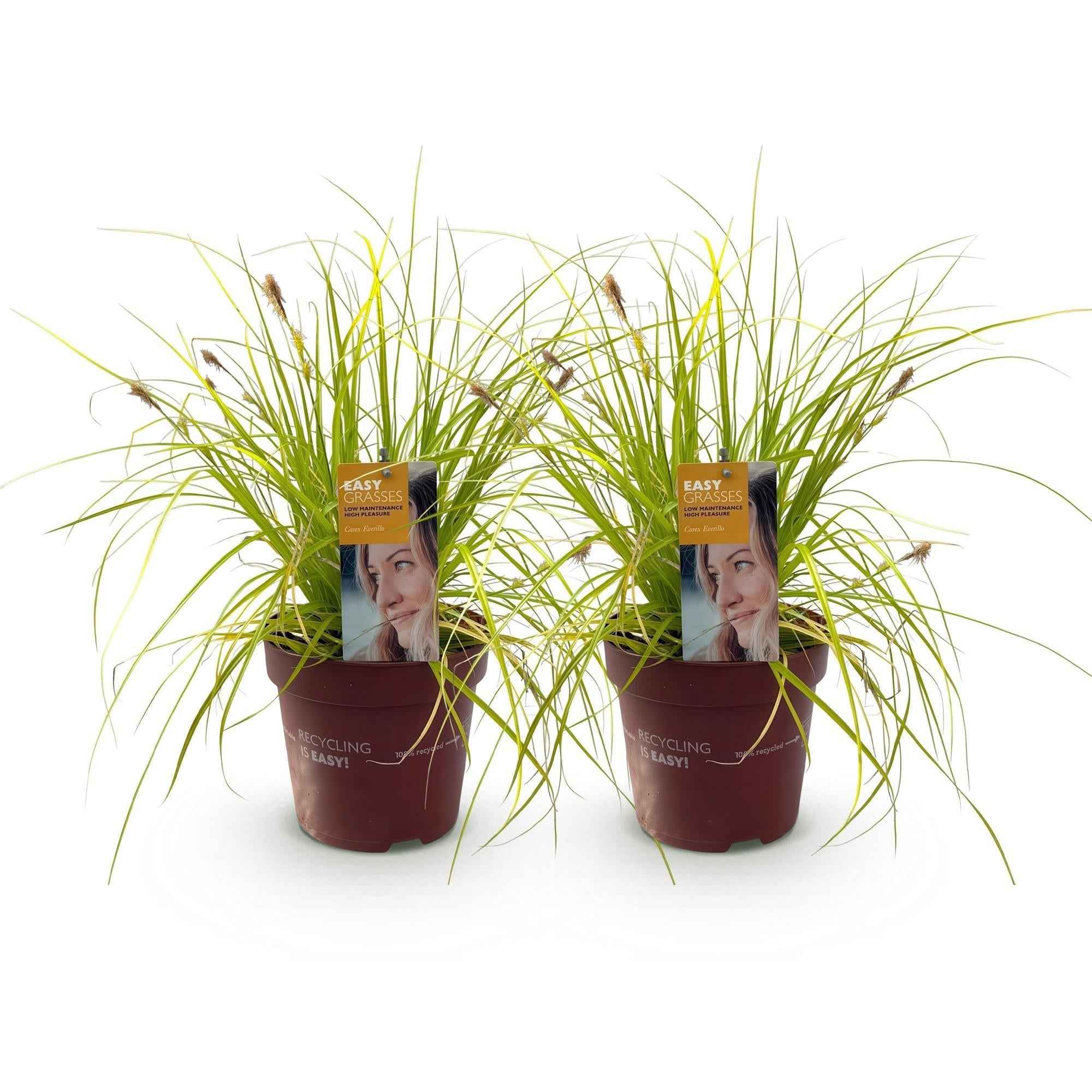 Image of Japansegge Carex oshimensis Everillo – Ø17cm – Immergrün – Pflegeleicht – Leuchtend gelbe Blätter – Ziergras Höhe ca. 50cm-2