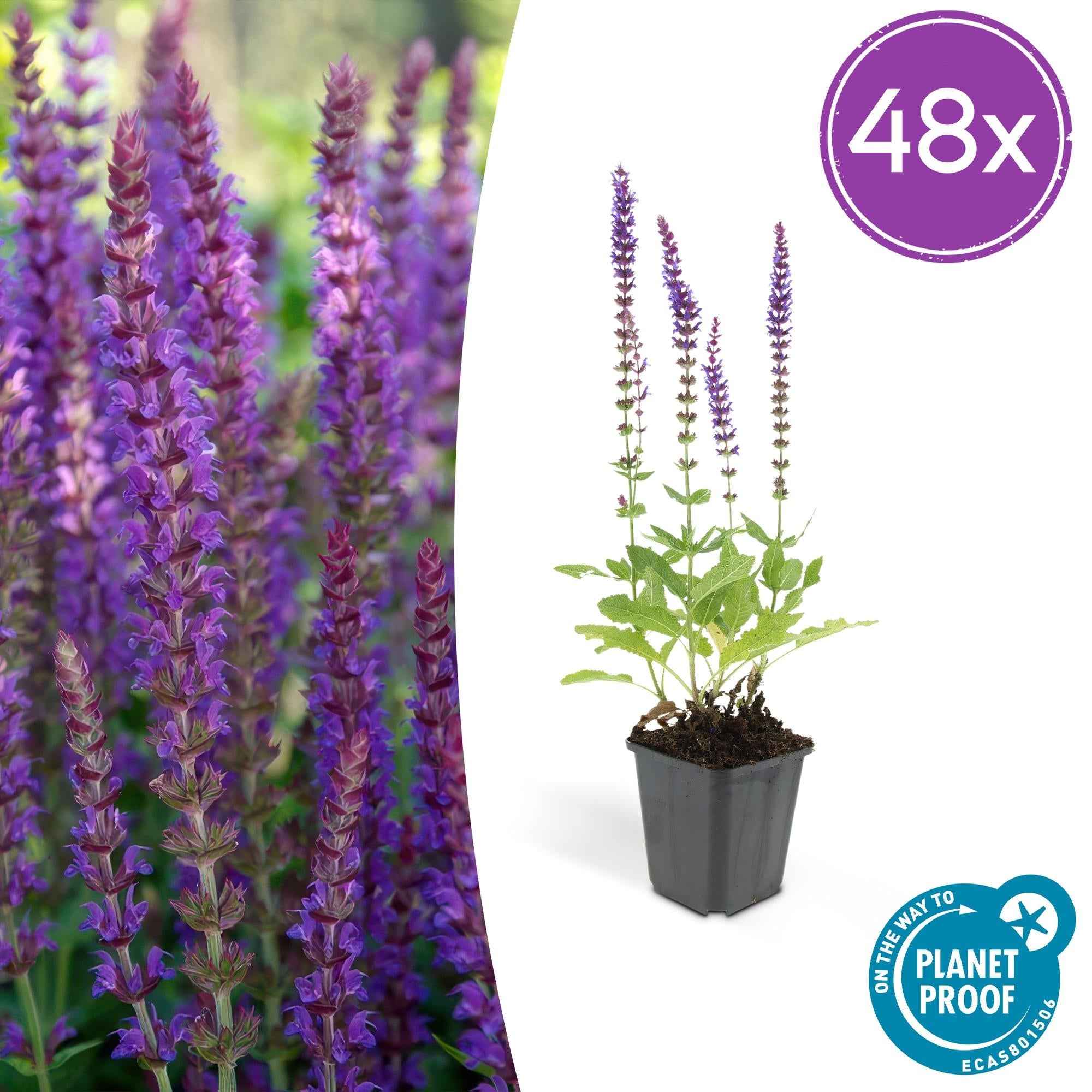 Image of Salvia nemorosa 'Ostfriesland' – ↕10-25cm – Ø9cm – Staude – Lila Blüten – Sonnig – Pflegeleicht & Robust-0