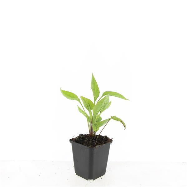 Image of Scheinsonnenhut – Echinacea purpurea 'White Swan' – ↑10-25cm – Ø9cm – Weiße Blüten, Bienen-7