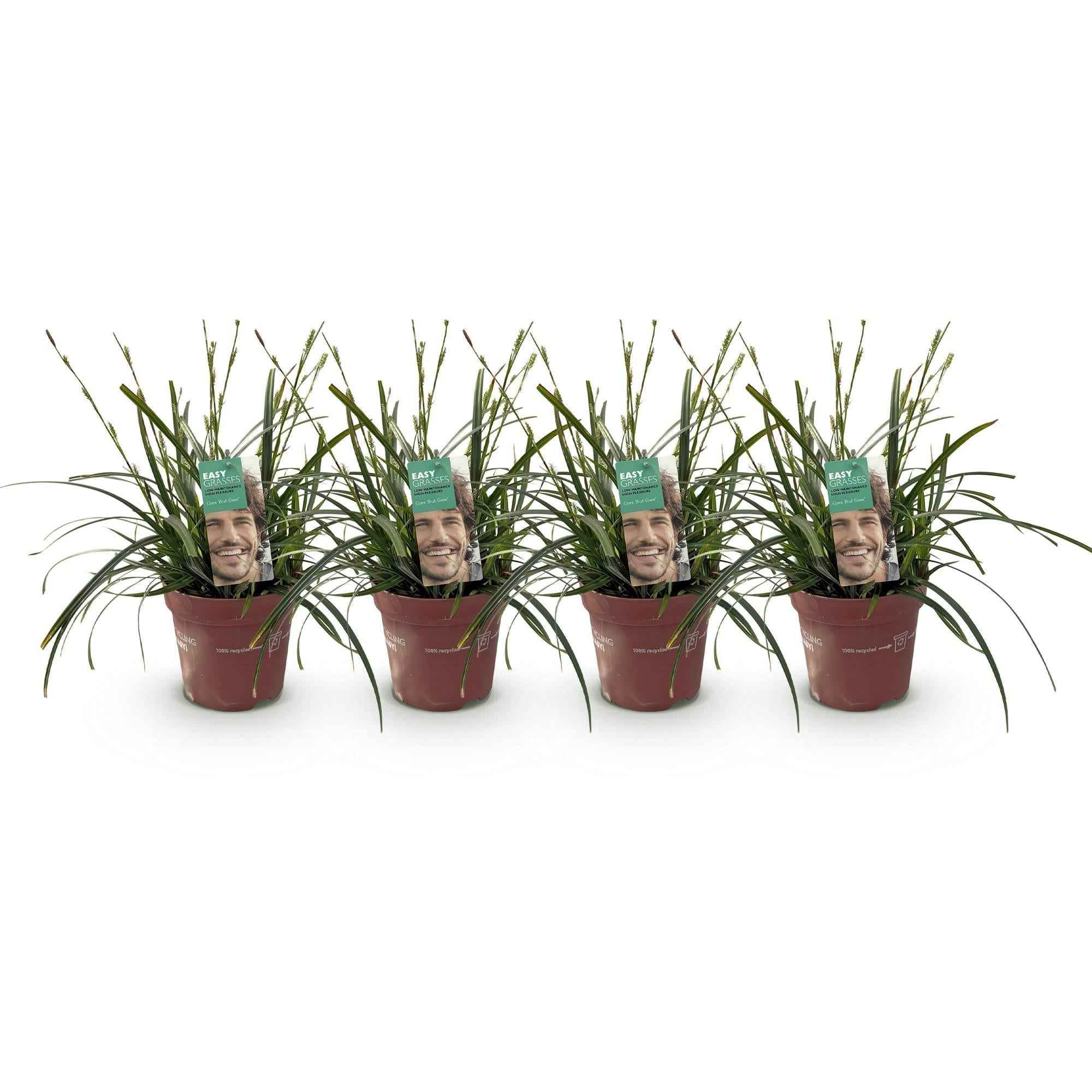 Image of Japansegge Carex oshimensis Intense Green – Ø17cm – Immergrün – Pflegeleicht – Lebhaft grüne Blätter – Ziergras Höhe ca. 50cm-0