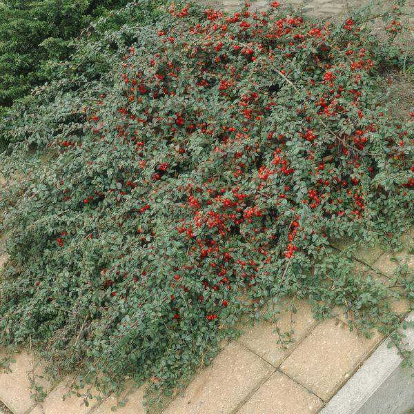 Image of Teppich – Zwergmispel Cotoneaster dammeri – ↕10-25cm – Ø9cm – Bodendecker – Blühend & pflegeleicht – Sonne & Schatten-5