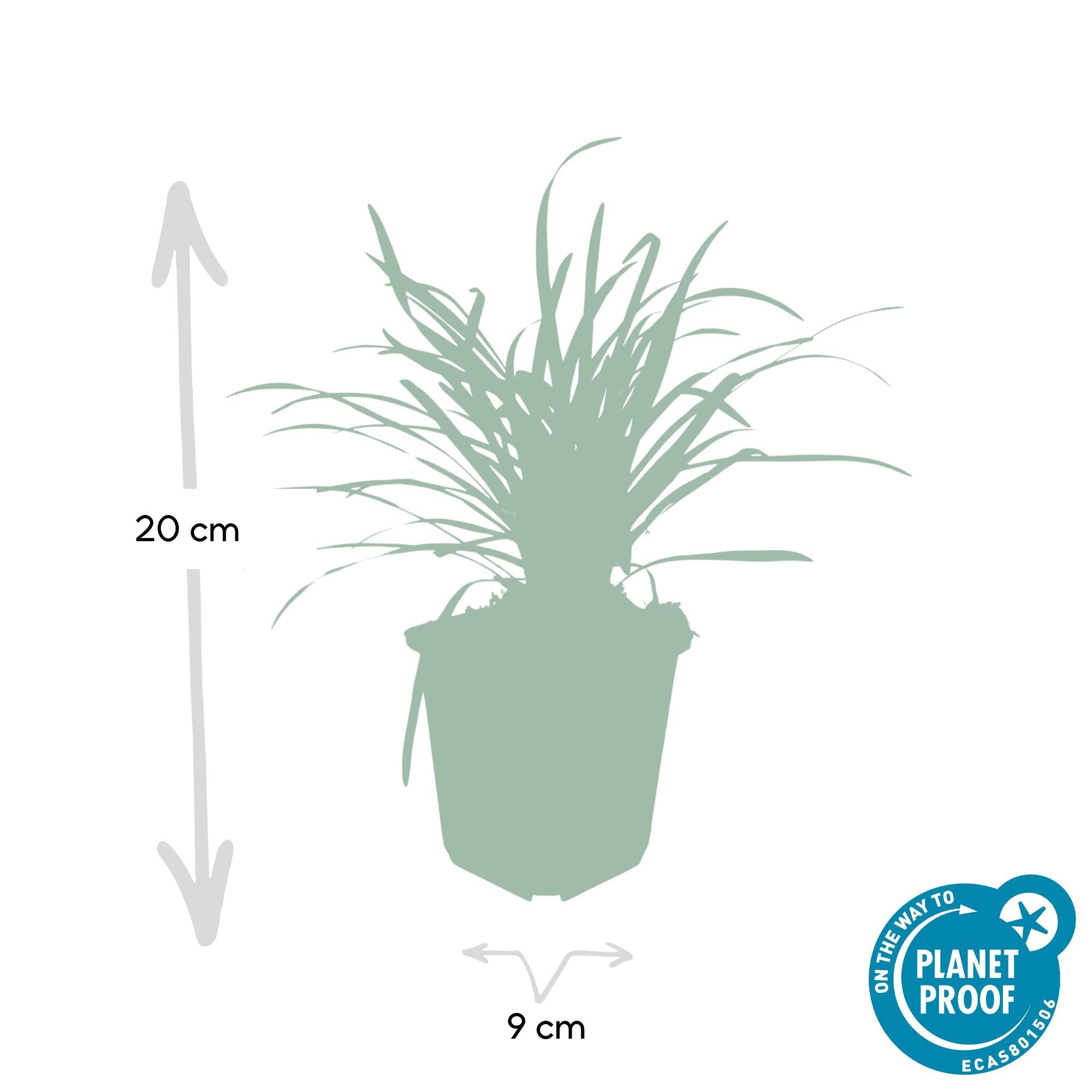 Image of Lilientraube Liriope muscari 'Big Blue' – ↕10-25cm – Ø9cm –, Pflegeleicht, Halbschatten-3