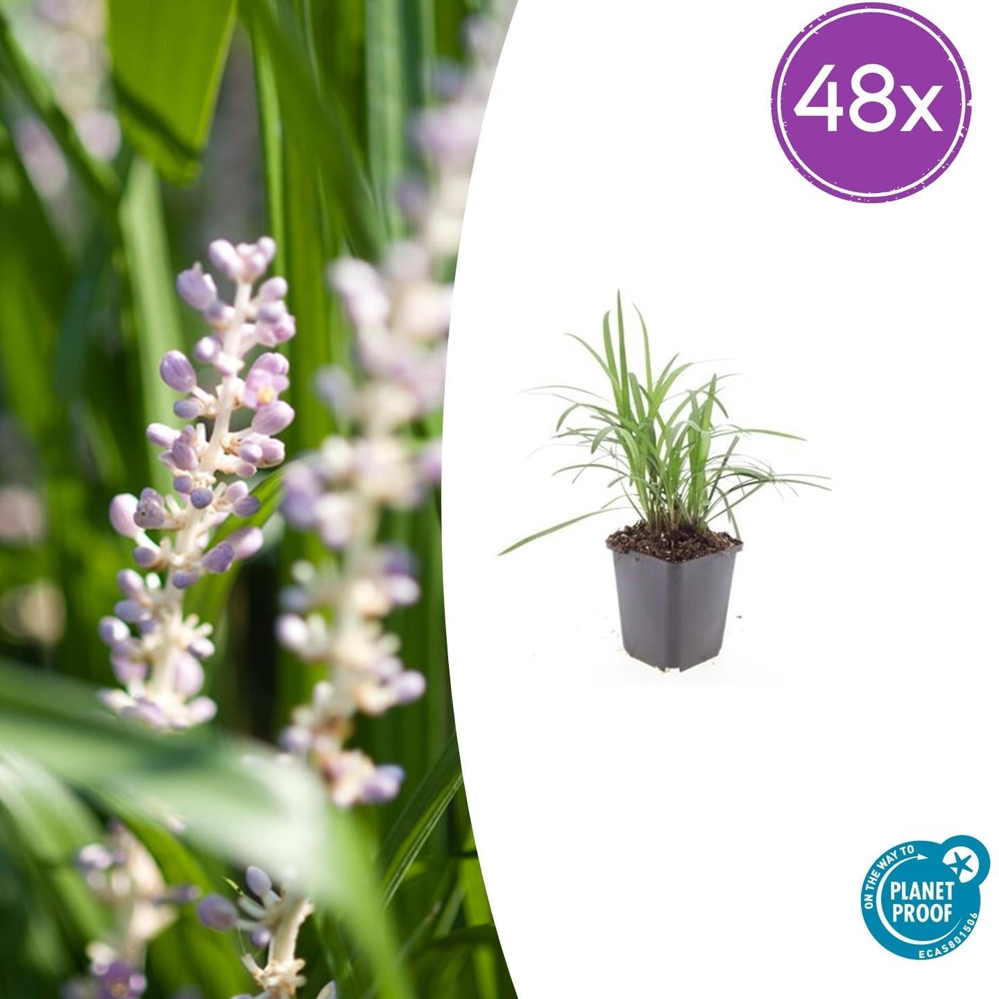 Image of Glöckchentraube Liriope muscari 'Moneymaker' – ↕10-25cm – Ø9cm –, Violette Blüten, Pflegeleicht-7