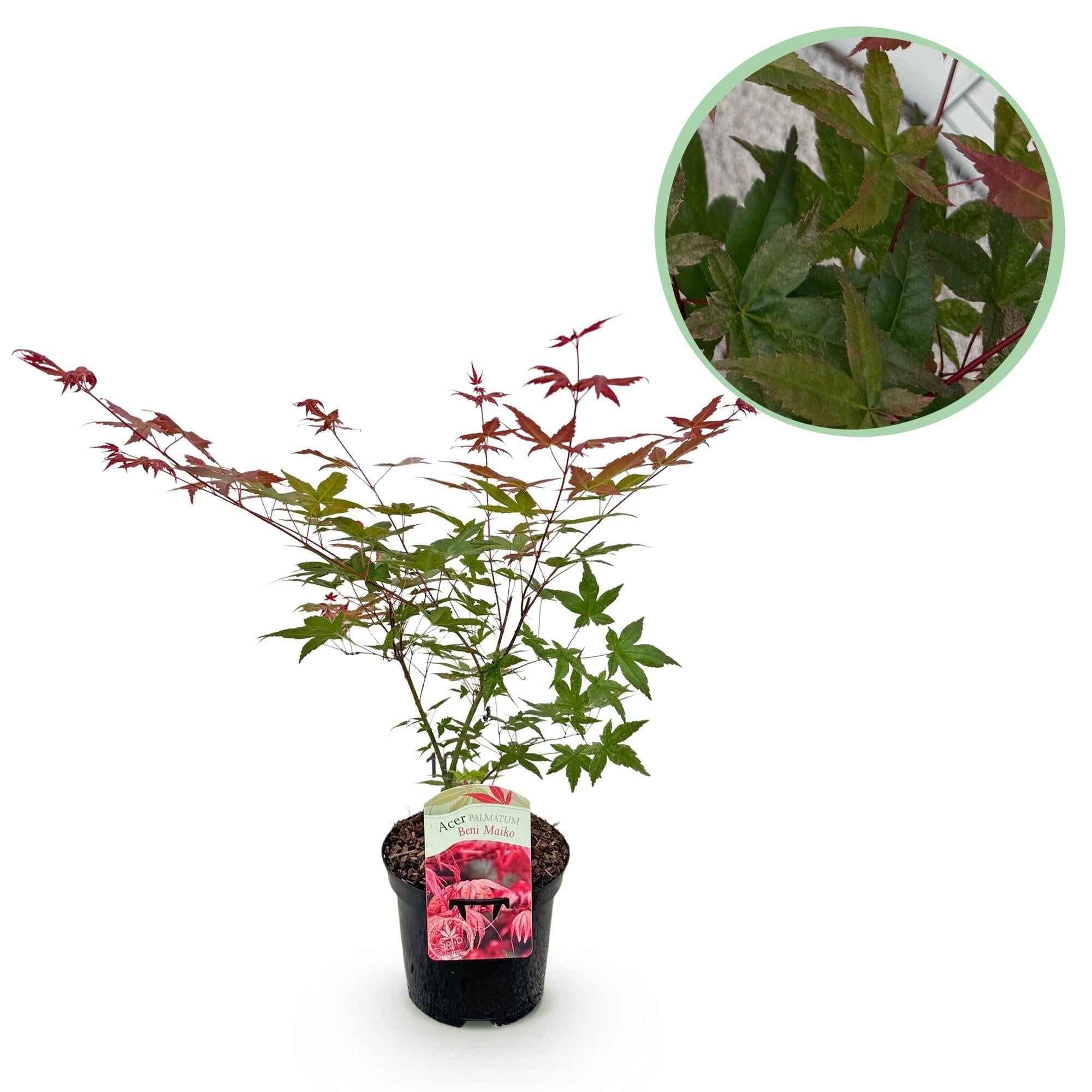 Image of Japanischer Ahorn Acer palmatum Beni Maiko – Rote Balkonpflanze – Ø19cm – Höhe ca. 70cm – Kompakter Zierahorn für Beet & Terrasse-1