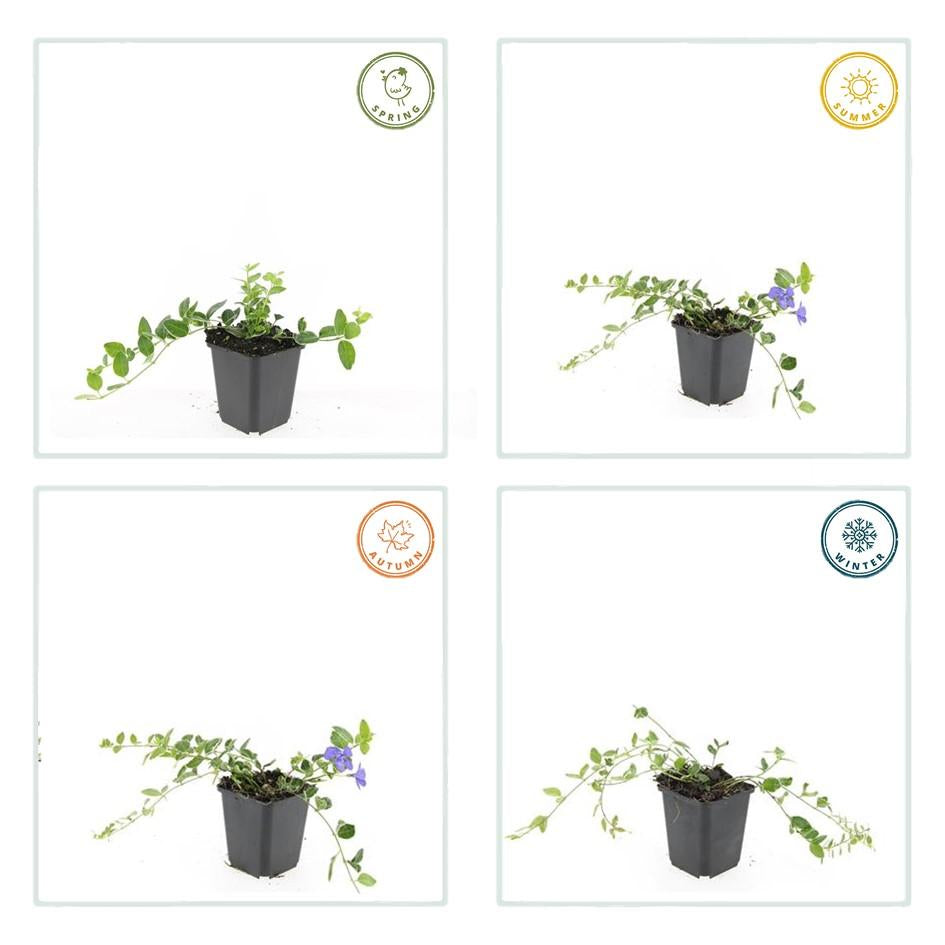 Image of Kleinblättriges Immergrün Vinca minor 'Ralph Shugert' – ↕10-25cm – Ø9cm – Lavendelfarbene Blüten – Immergrün & pflegeleicht-5