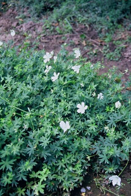 Image of Schnee-Storchschnabel Geranium sanguineum 'Album' – ↕10-25cm – Ø9cm – Winterharte Staude & Bodendecker – Weiße Blüten-7