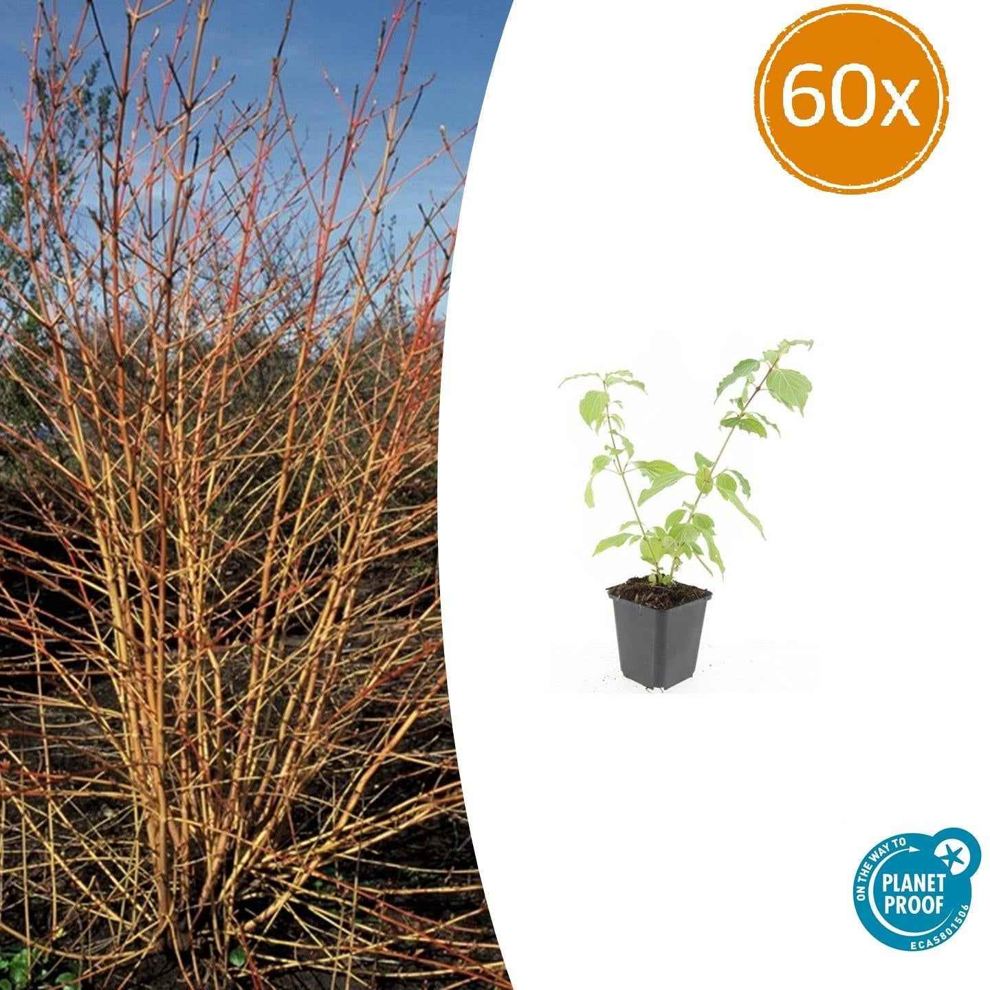 Image of Roter Hartriegel Cornus sang. 'Anny's Winter Orange' – ↕10-25cm – Ø9cm – Winterharte Sträucher – Leuchtend orange Zweige-0