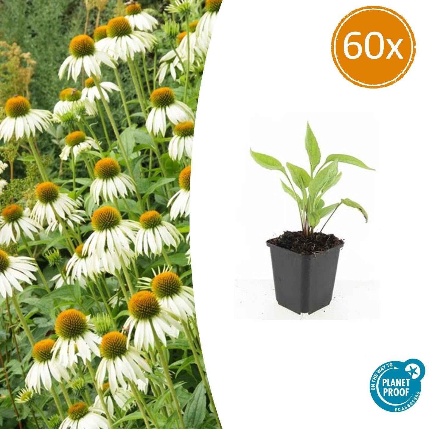 Image of Scheinsonnenhut – Echinacea purpurea 'White Swan' – ↑10-25cm – Ø9cm – Weiße Blüten, Bienen-0