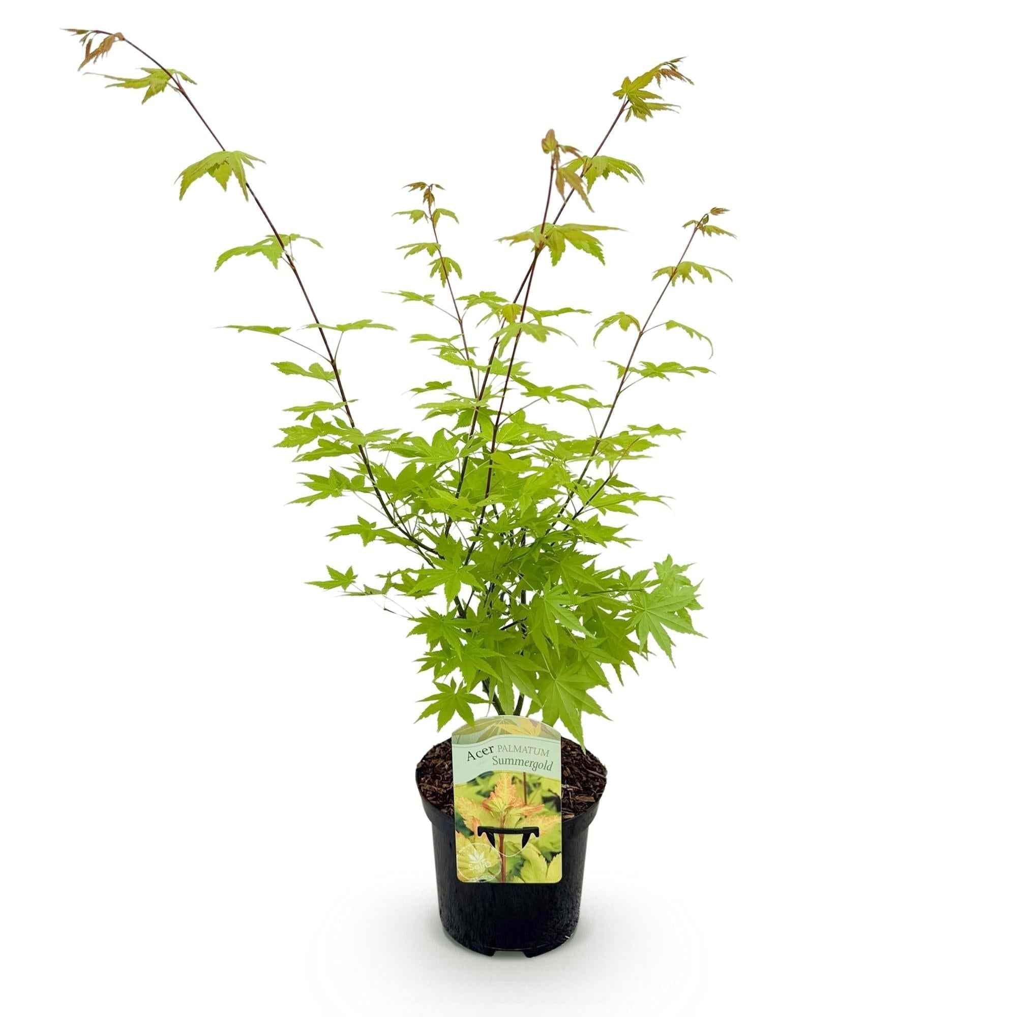 Image of Japanischer Ahorn – Acer palmatum 'Summergold' – ca. 70cm hoch – Ø19cm – goldgelbes Laub – Balkon – & Gartenpflanze-2