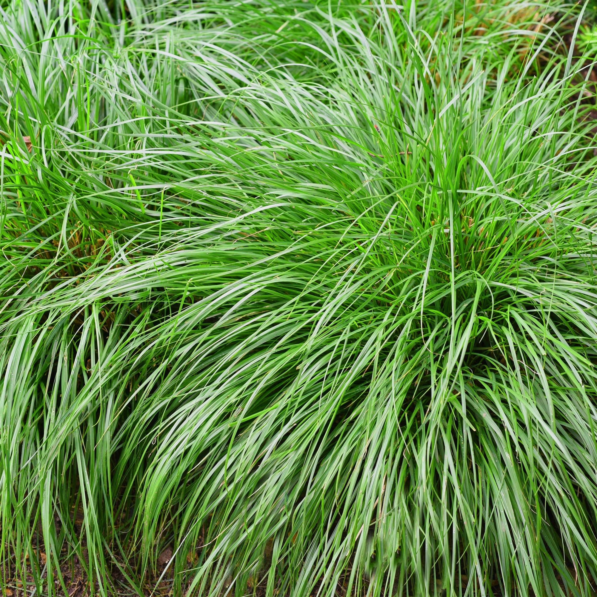 Image of Japansegge Carex oshimensis Intense Green – Ø17cm – Immergrün – Pflegeleicht – Lebhaft grüne Blätter – Ziergras Höhe ca. 50cm-4