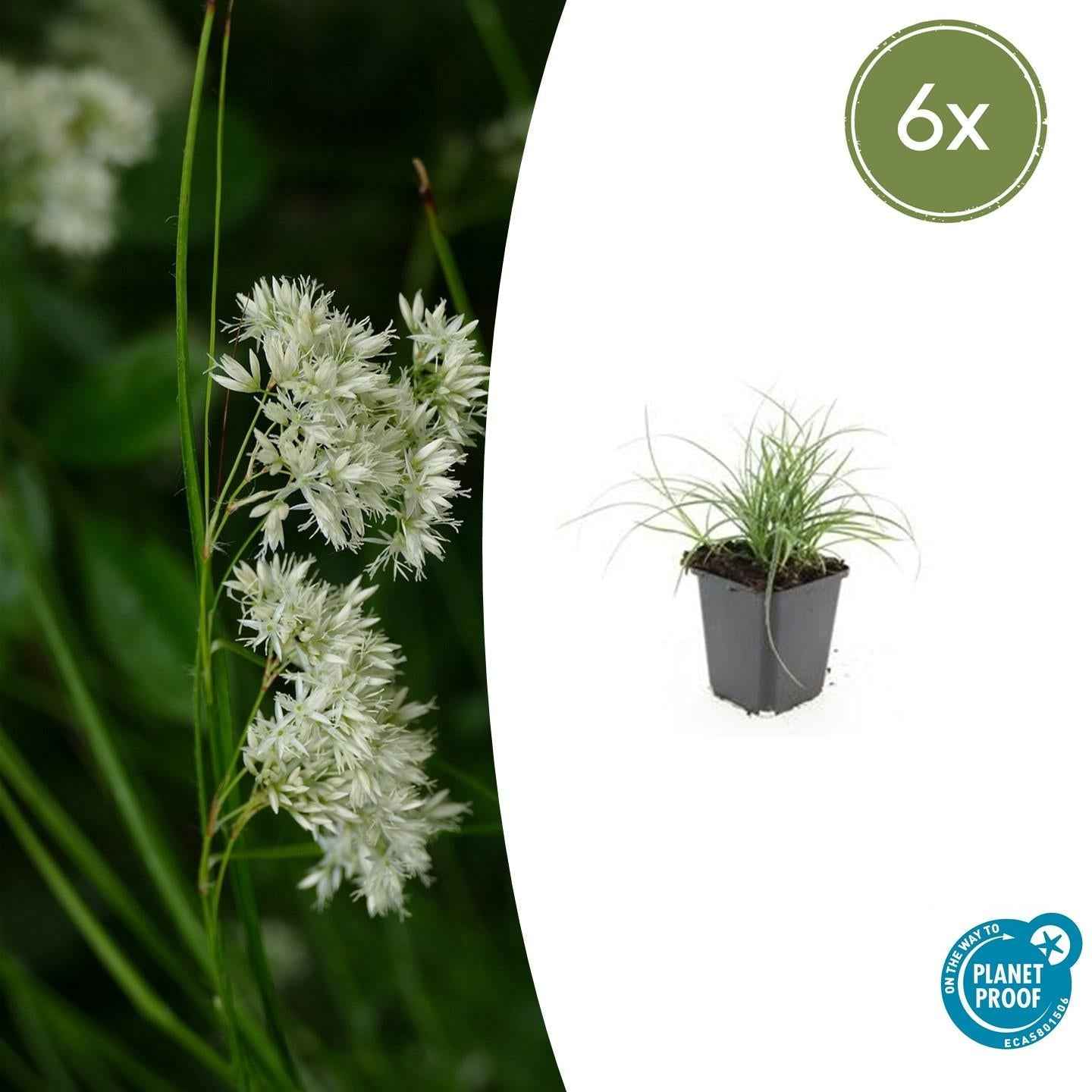 Image of Schneeweiße Hainsimse Luzula nivea – ↕10-25cm – Ø9cm – Schattige Beete & Steingarten