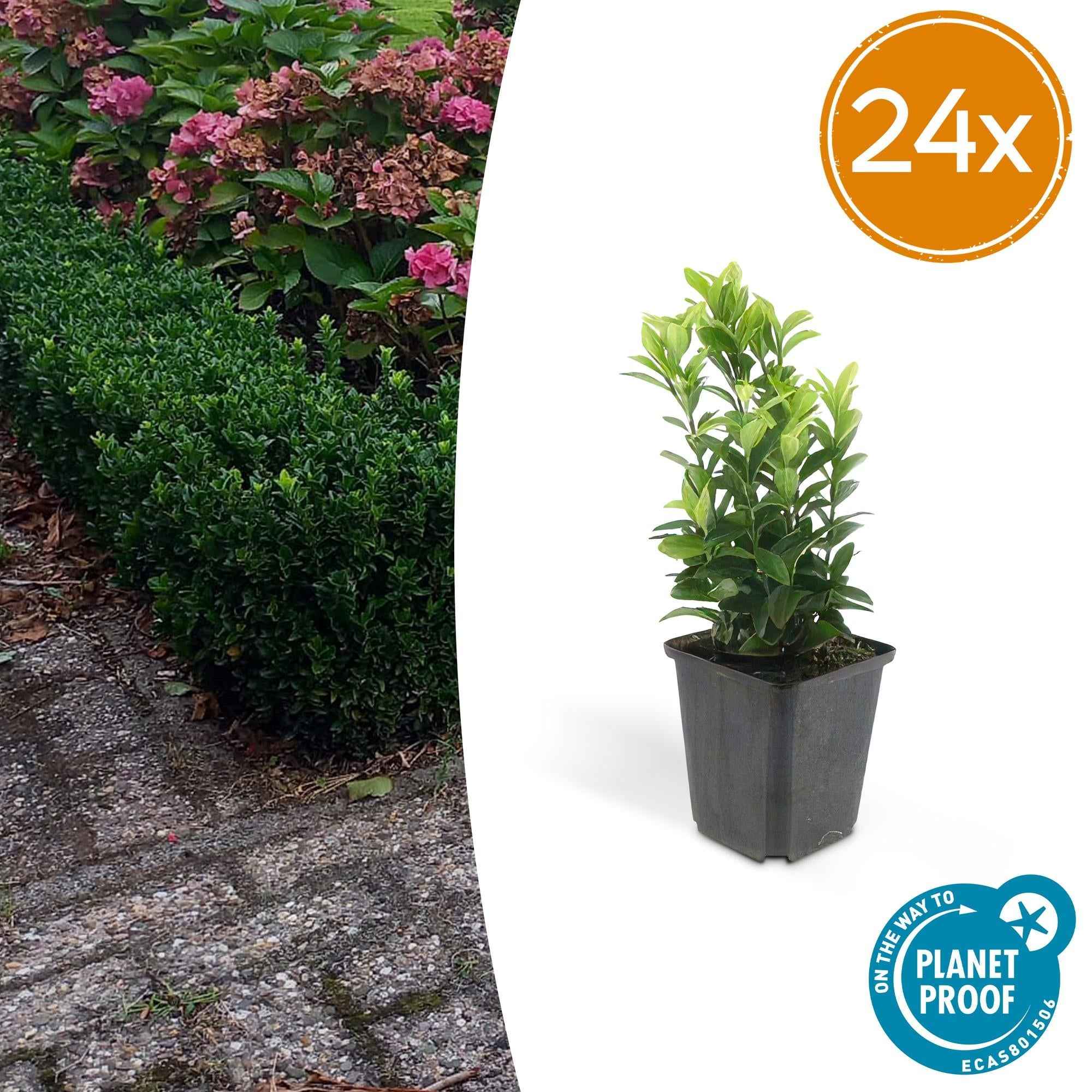 Image of Euonymus japonicus 'Green Spire' – Immergrüner Heckenstrauch – ↕10–25cm – Ø9cm – Kompakter Buchsbaum-Ersatz – Pflegeleicht & schnittverträglich – Für Hecken & Beete-2