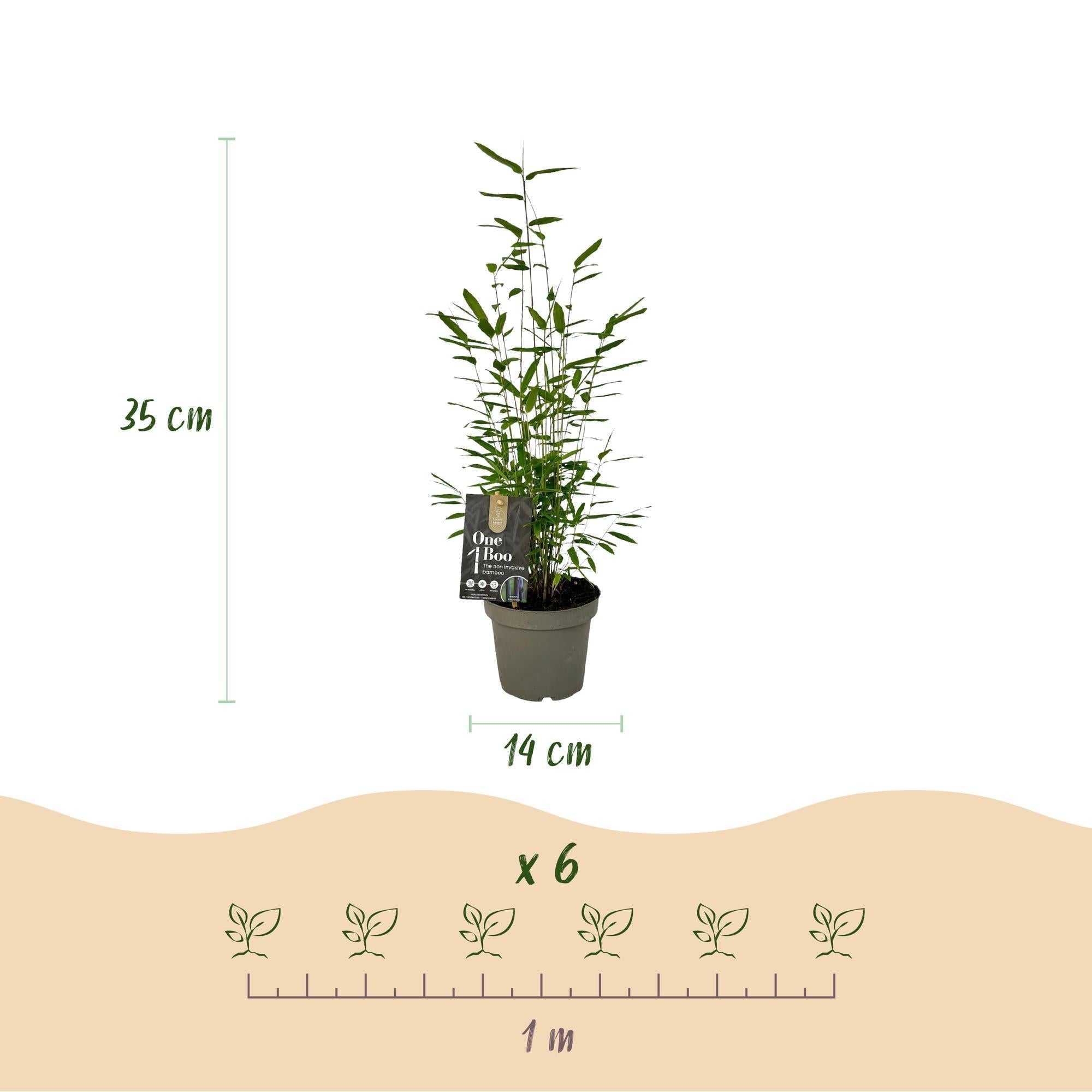 Image of Bambus Fargesia Black Dragon – Immergrün – Nicht ausbreitend – Schwarze Stämme – Für Hecke, Garten & Terrasse – Ø14cm Höhe ca. 35cm-4