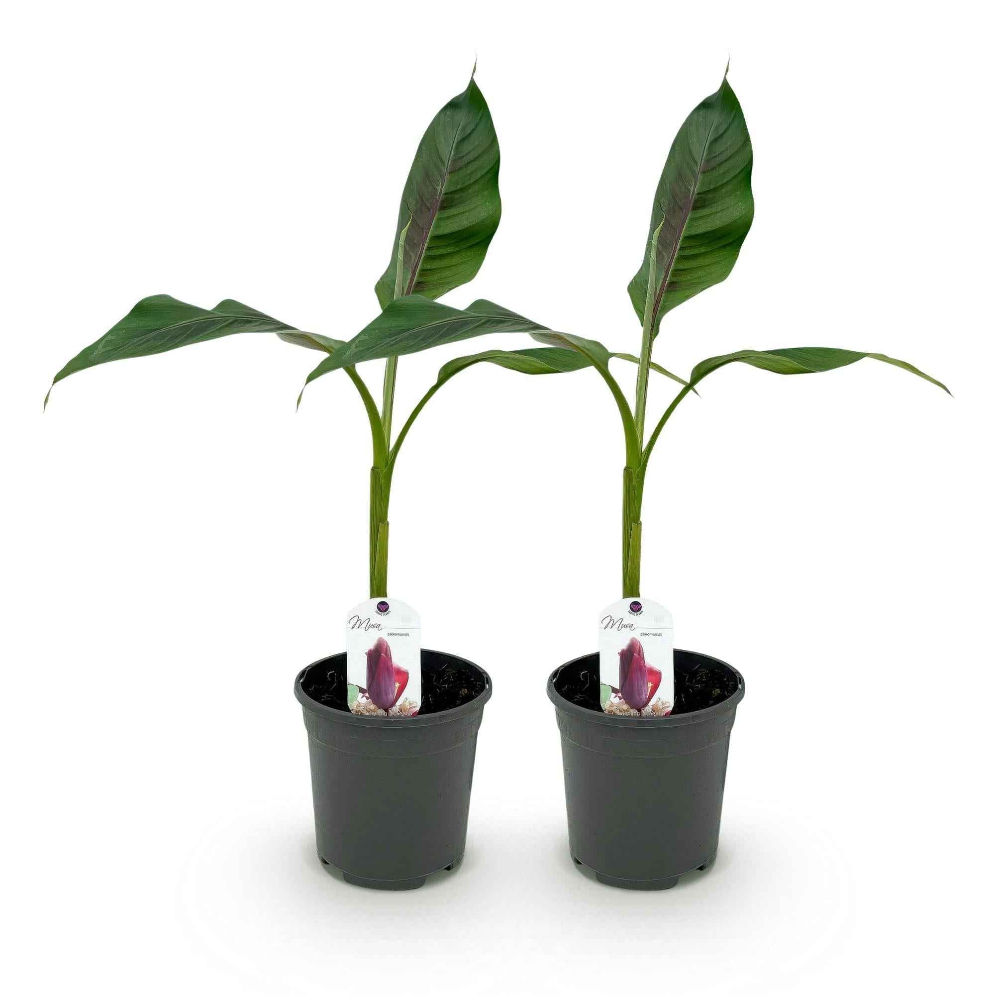 Image of Bananenpflanze Musa sikkimensis Red Tiger – Winterhart – Obstpflanze – Ø17cm, Höhe ca. 40cm – grünen Blättern-1