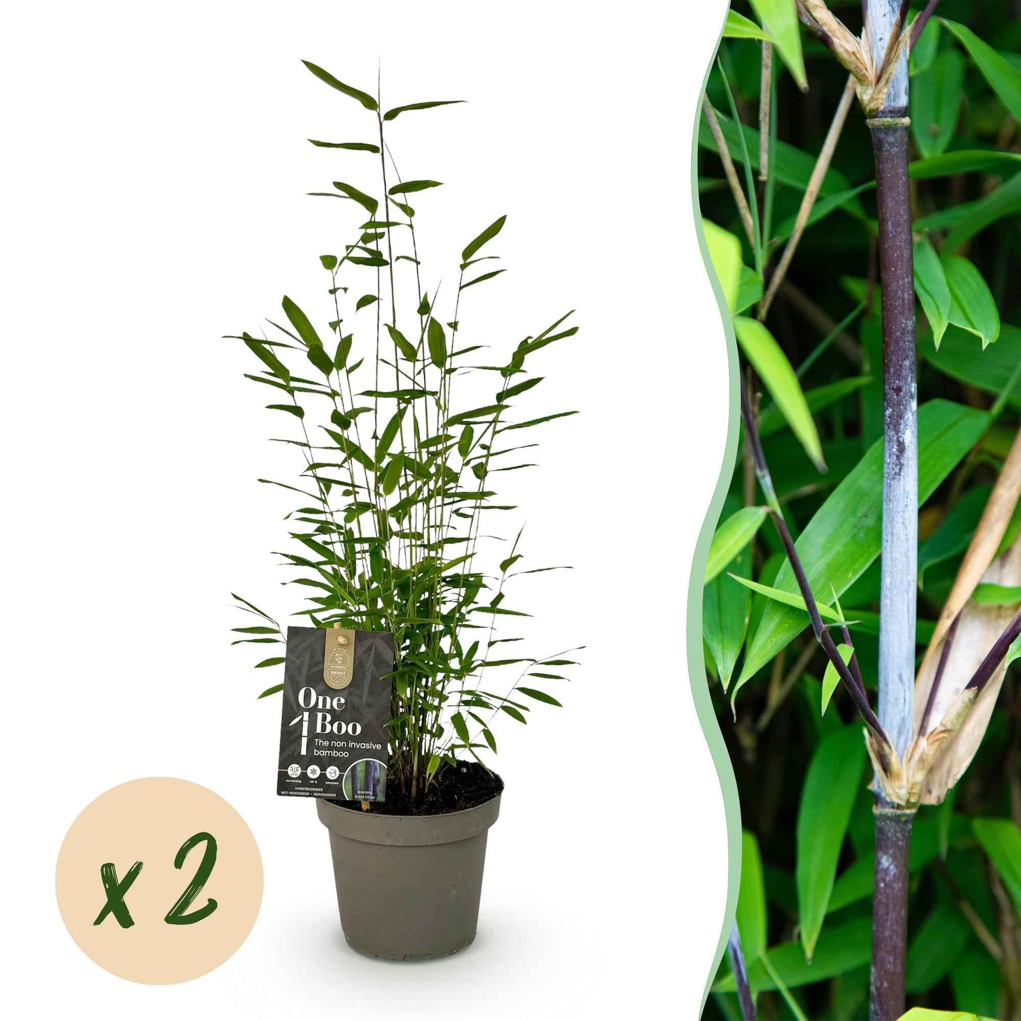Image of Bambus Fargesia Black Dragon – Immergrün – Nicht ausbreitend – Schwarze Stämme – Für Hecke, Garten & Terrasse – Ø14cm Höhe ca. 35cm