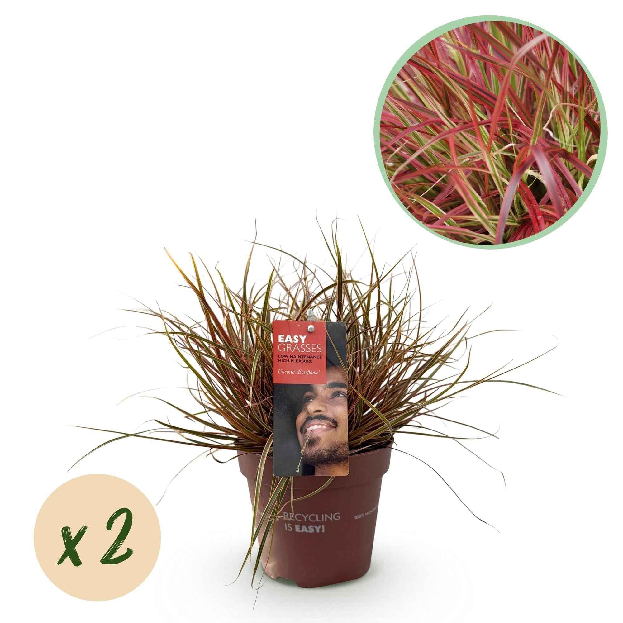 Image of Mahagonigras – Uncinia rubra 'Everflame' – Rotes Ziergras – Immergrün – Pflegeleicht – Für Beete & Töpfe – Ø17cm – Höhe ca. 50cm-1