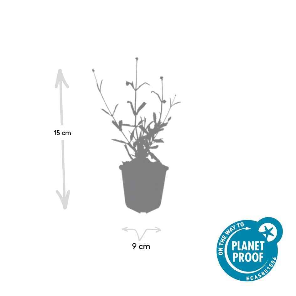 Image of Hohes Eisenkraut Verbena bonariensis 'Lollipop' – ↕10-25cm – Ø9cm – Lilafarbene Blüten – Langblühend – Pflegeleicht