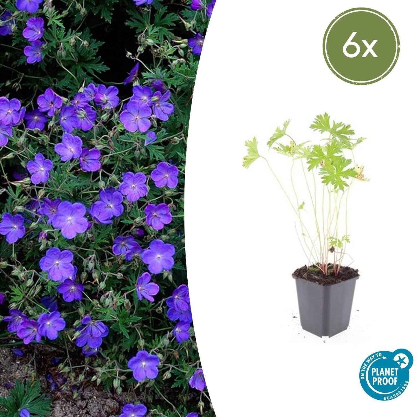 Image of Storchschnabel Geranium 'Johnson's Blue' – ↕10-25cm – Ø9cm – Winterharte Staude & Bodendecker – Leuchtend blaue Blüten-2