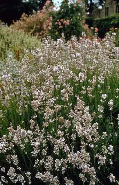Image of Lavendel Lavandula int. 'Edelweiss' – ↕10-25cm – Ø9cm – Weiße Blüten, Bienen – & Schmetterlingsfreundlich, Winterhart-1