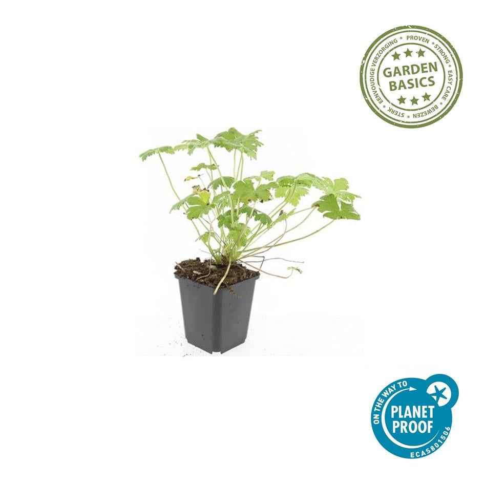 Image of Storchschnabel Geranium macrorrhizum 'Czakor' – ↕10-25cm – Ø9cm – Tiefrosa Blüten – Aromatisches Laub – Robuster Bodendecker-3