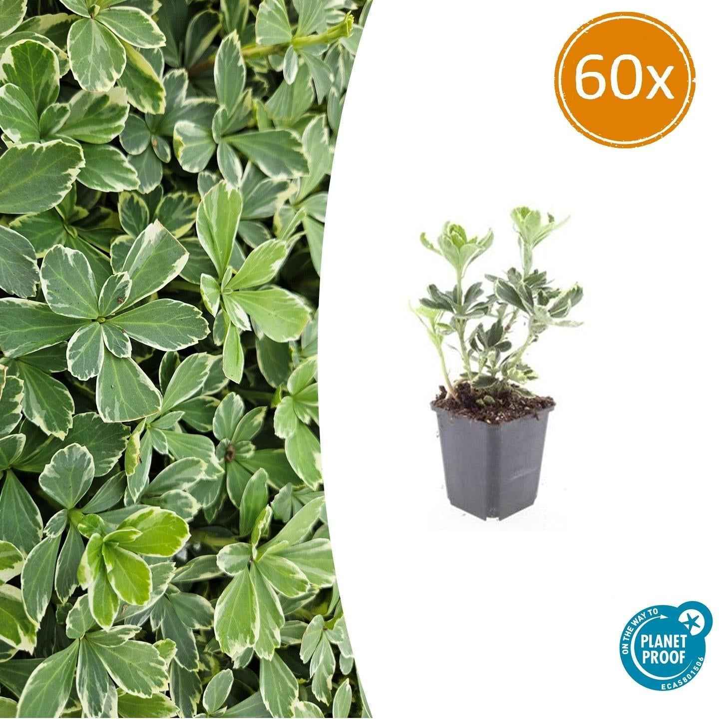 Image of Schattengrün Pachysandra terminalis 'Variegata' – ↕10-25cm – Ø9cm – Cremeweiße Blätter-0
