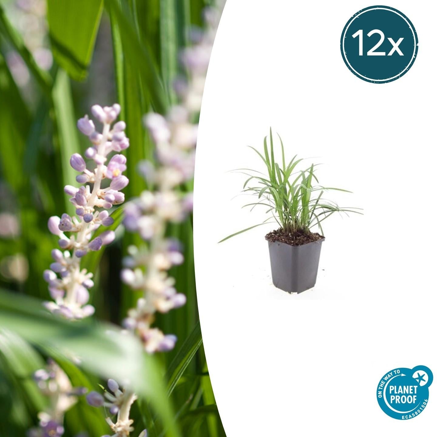 Image of Glöckchentraube Liriope muscari 'Monroe White' – ↕10-25cm – Ø9cm – Immergrün & winterhart – Bodendecker & Beetpflanze-6