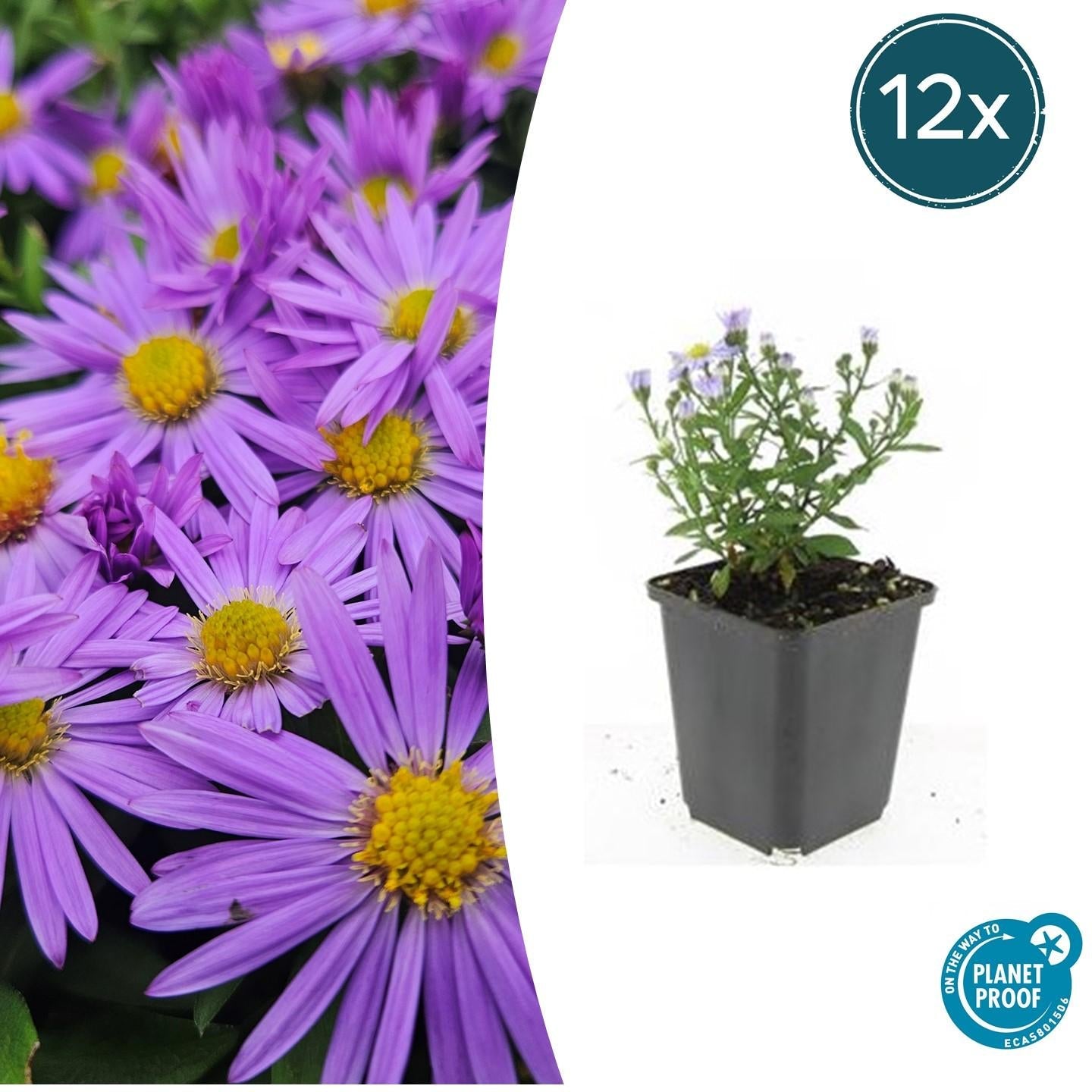 Image of Kissen – Aster (D) 'Prof. Anton Kippenberg' – ↕10-25cm – Ø9cm – Lila Herbstblüte – Pflegeleicht – Beete & Töpfe-6