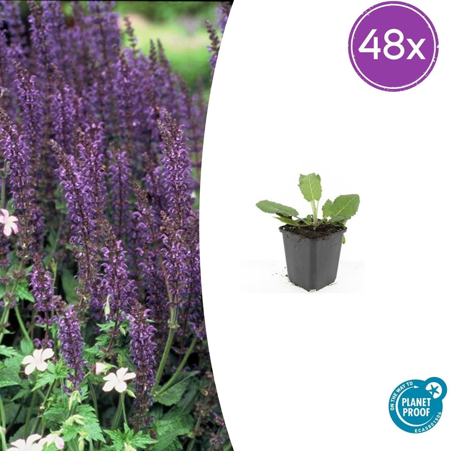 Image of Blüten – Salbei Salvia nem. 'Mainacht' – ↕10-25cm – Ø9cm – Bienenfreundlich – Blau blühend – Sonniger Standort – Pflegeleicht-8