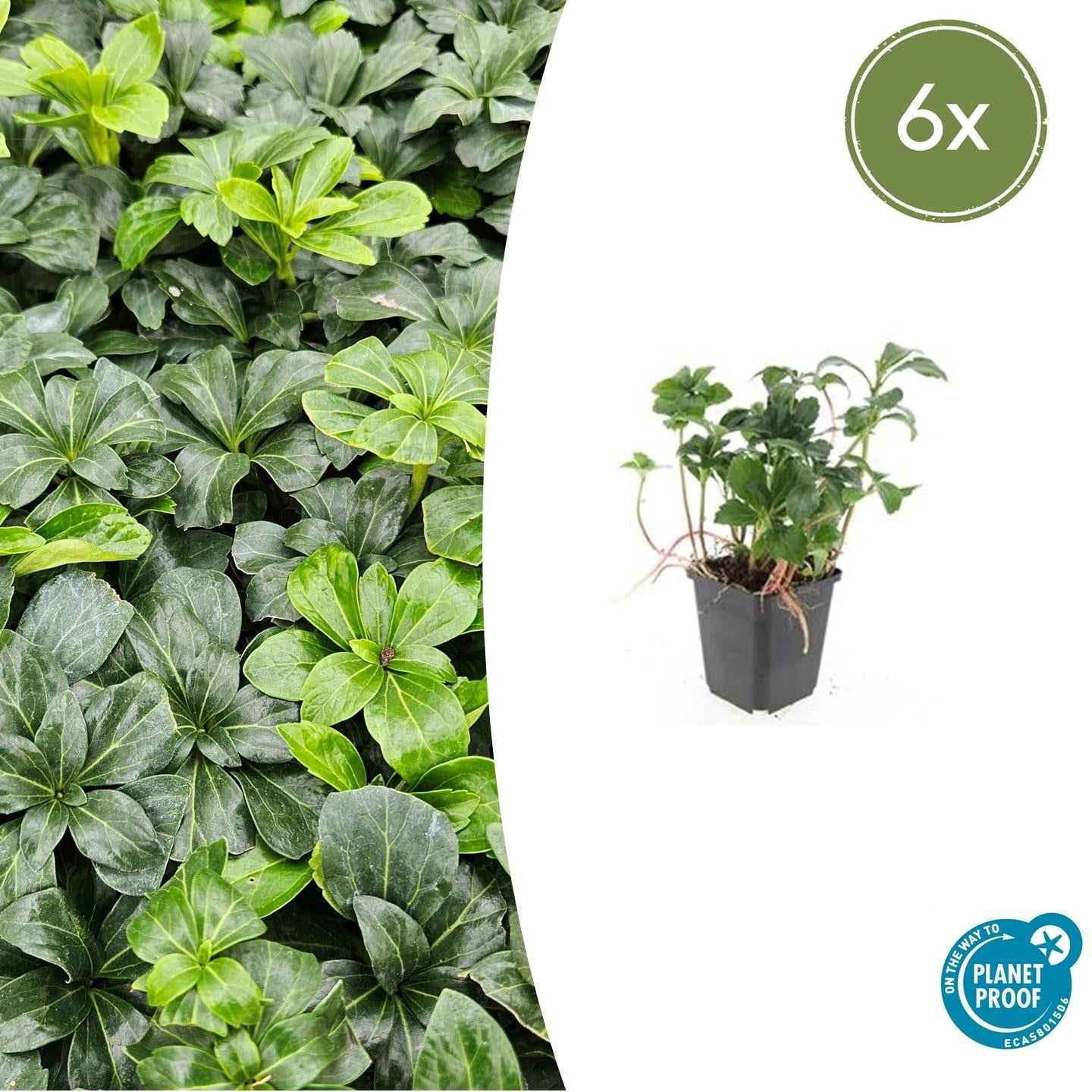 Image of Schattengrün Pachysandra terminalis 'Green Sheen' – ↕10-25cm – Ø9cm – Pflegeleicht & Winterhart-2