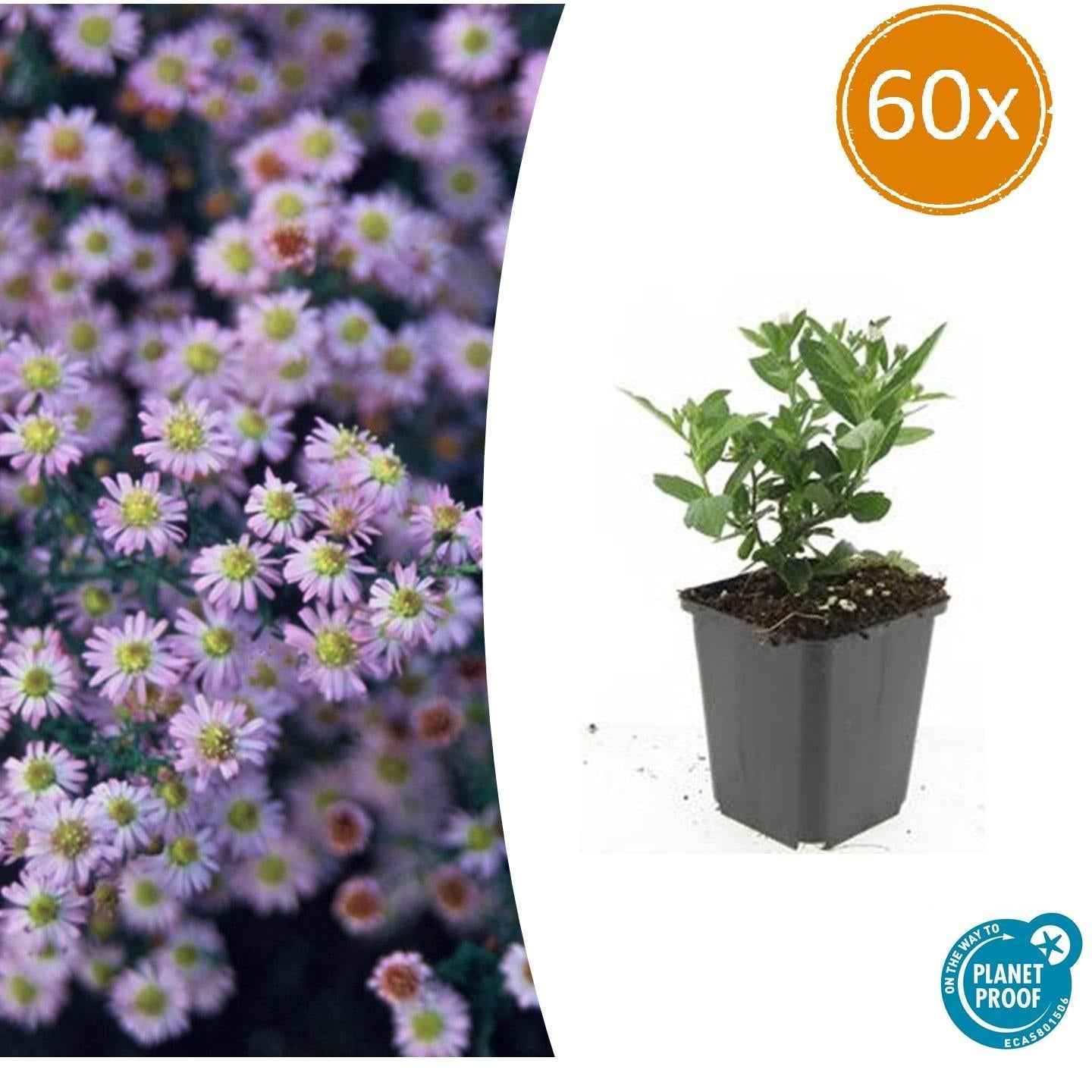 Image of Wild – Aster ageratoides 'Stardust' – ↕10-25cm – Ø9cm – Weißer Herbstblüher – Bienenfreundlich – Pflegeleicht-0