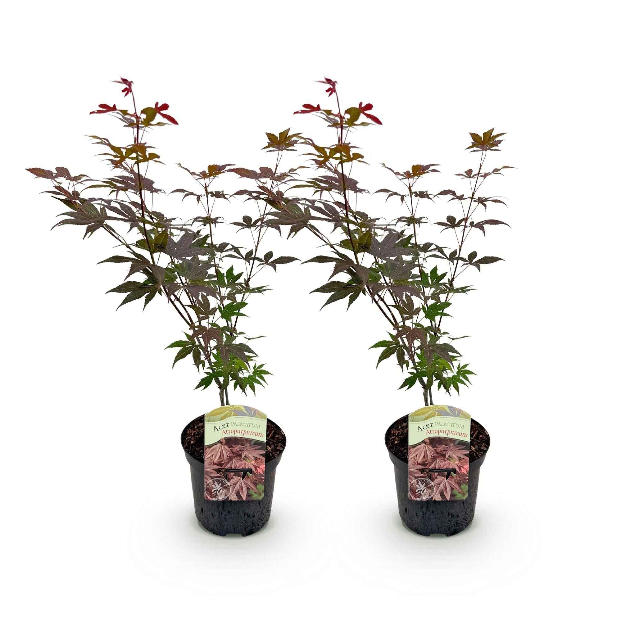 Image of Japanischer Ahorn Acer palmatum Atropurpureum – Lila Balkonpflanze – Ø19cm – Höhe ca. 70cm – Kompakter Zierahorn mit tiefviolettem Laub-0