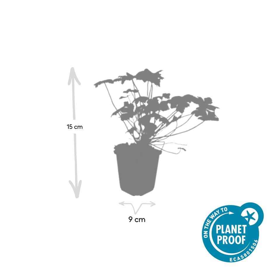 Image of Storchschnabel Geranium macrorrhizum 'Czakor' – ↕10-25cm – Ø9cm – Tiefrosa Blüten – Aromatisches Laub – Robuster Bodendecker-4