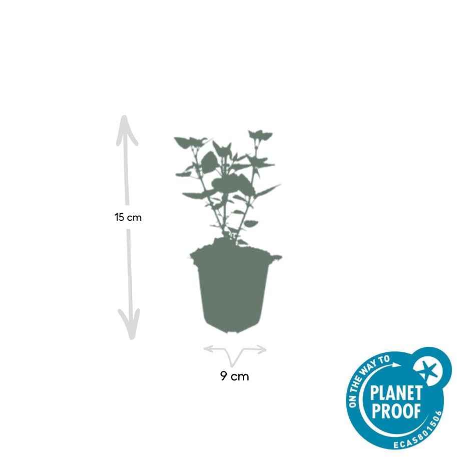 Image of Asiatische Duftnessel – Agastache 'Blue Fortune' – ↕10-25cm – Ø9cm – Lavendelblaue Blüten – Schmetterlings – & bienenfreundlich-3