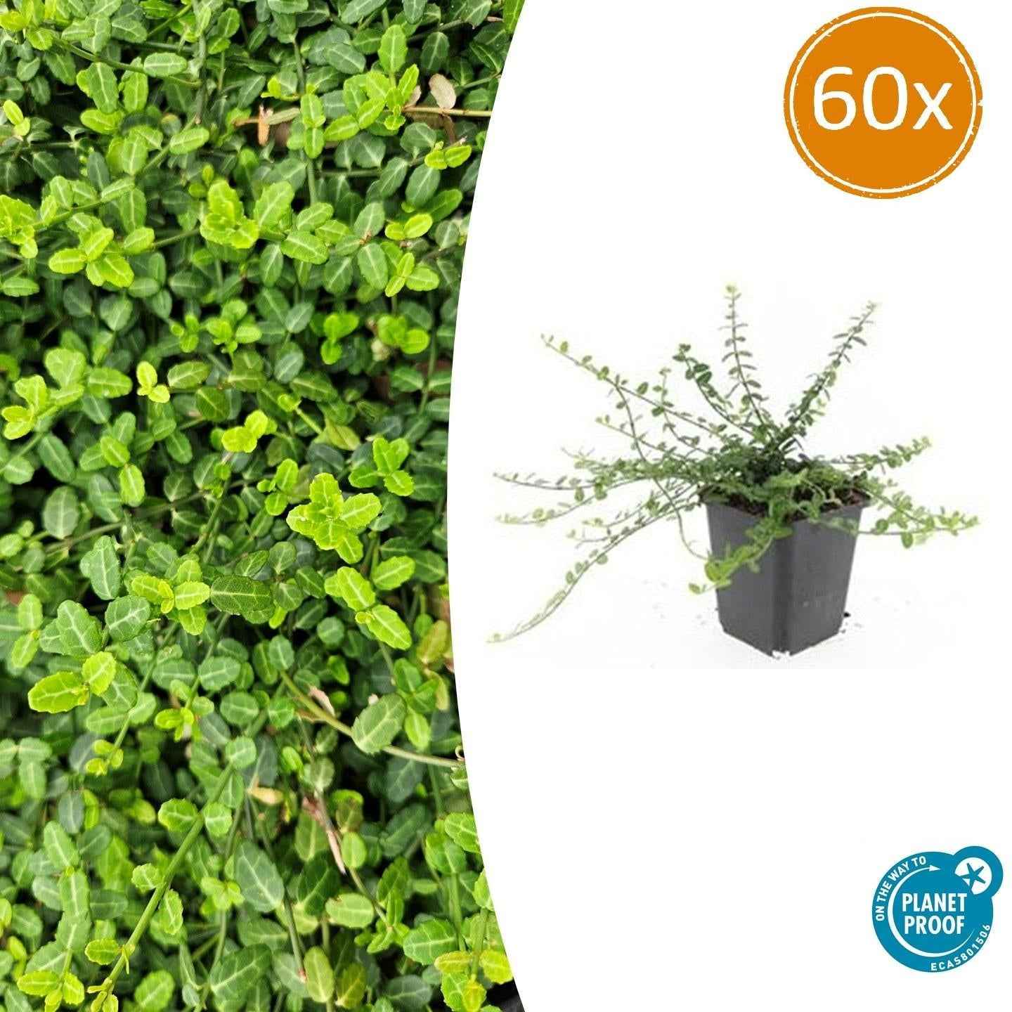 Image of Kleinblättrige Teppichspindel – Euonymus fortunei 'Minimus' – ↕10-25cm – Ø9cm – Winterhart & Pflegeleicht – Herbstfärbung