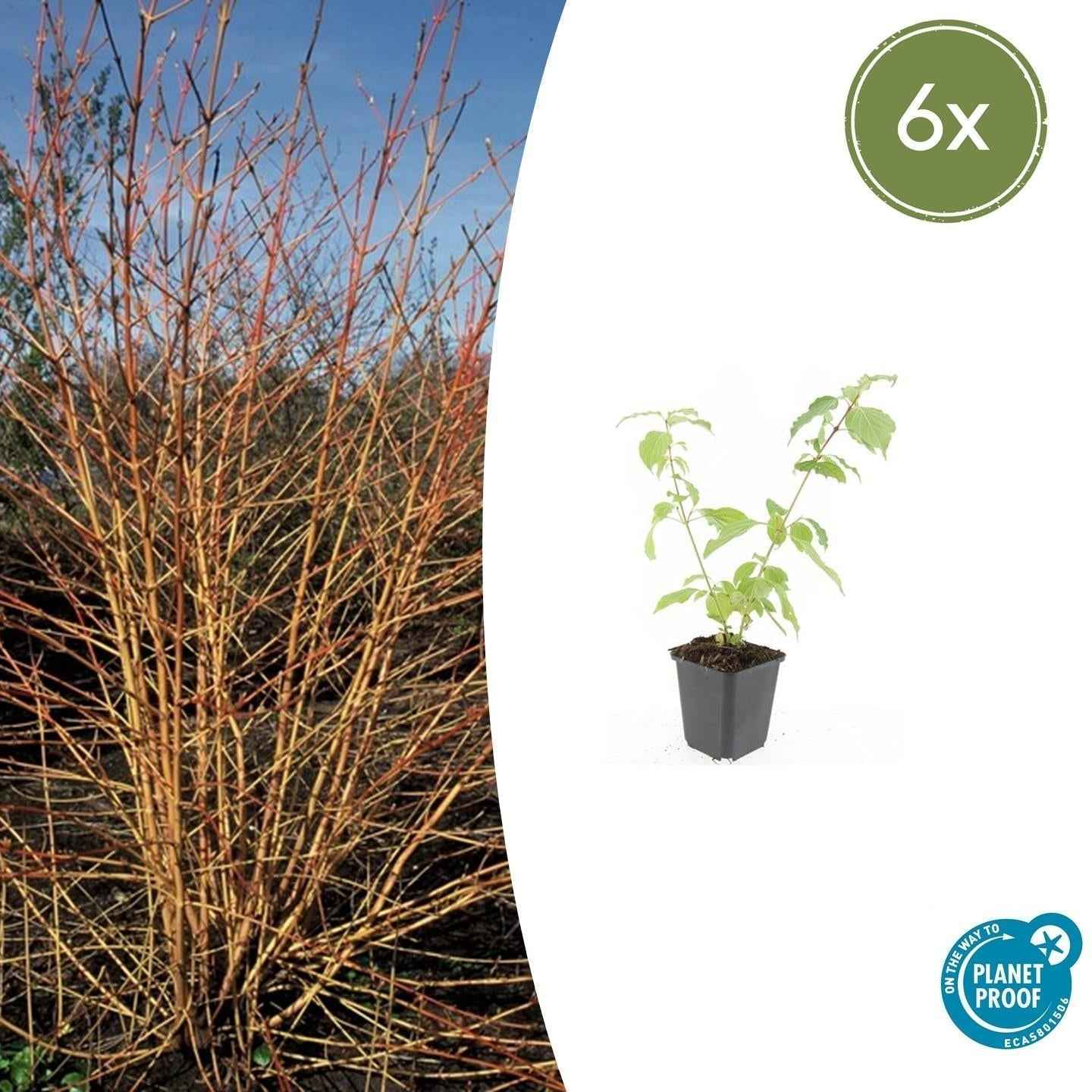 Image of Roter Hartriegel Cornus sang. 'Anny's Winter Orange' – ↕10-25cm – Ø9cm – Winterharte Sträucher – Leuchtend orange Zweige-2