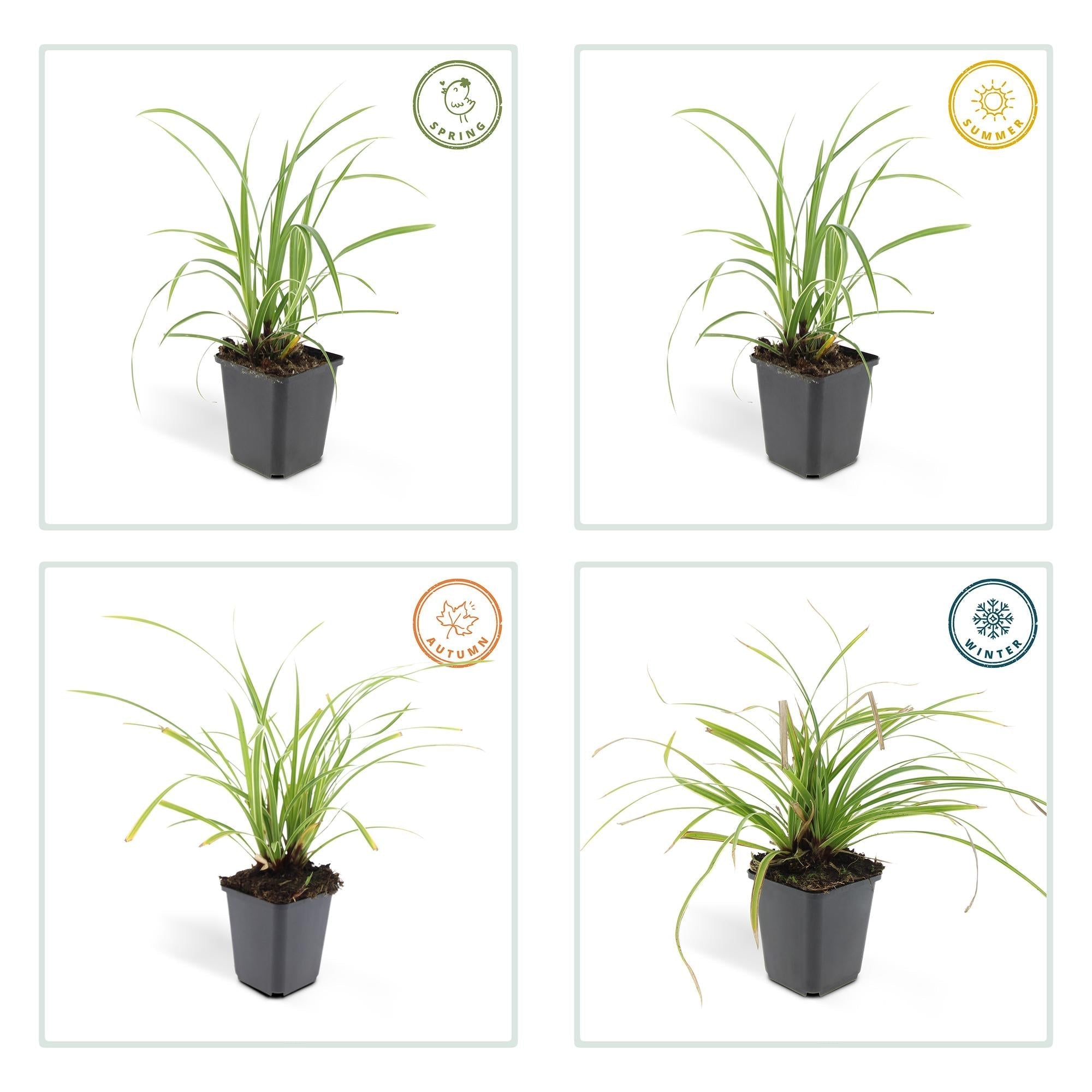 Image of Weißrandige Segge Carex morrowii 'Ice Dance' – ↕10-25cm – Ø9cm – für Sonne & Schatten – Pflegeleicht-5