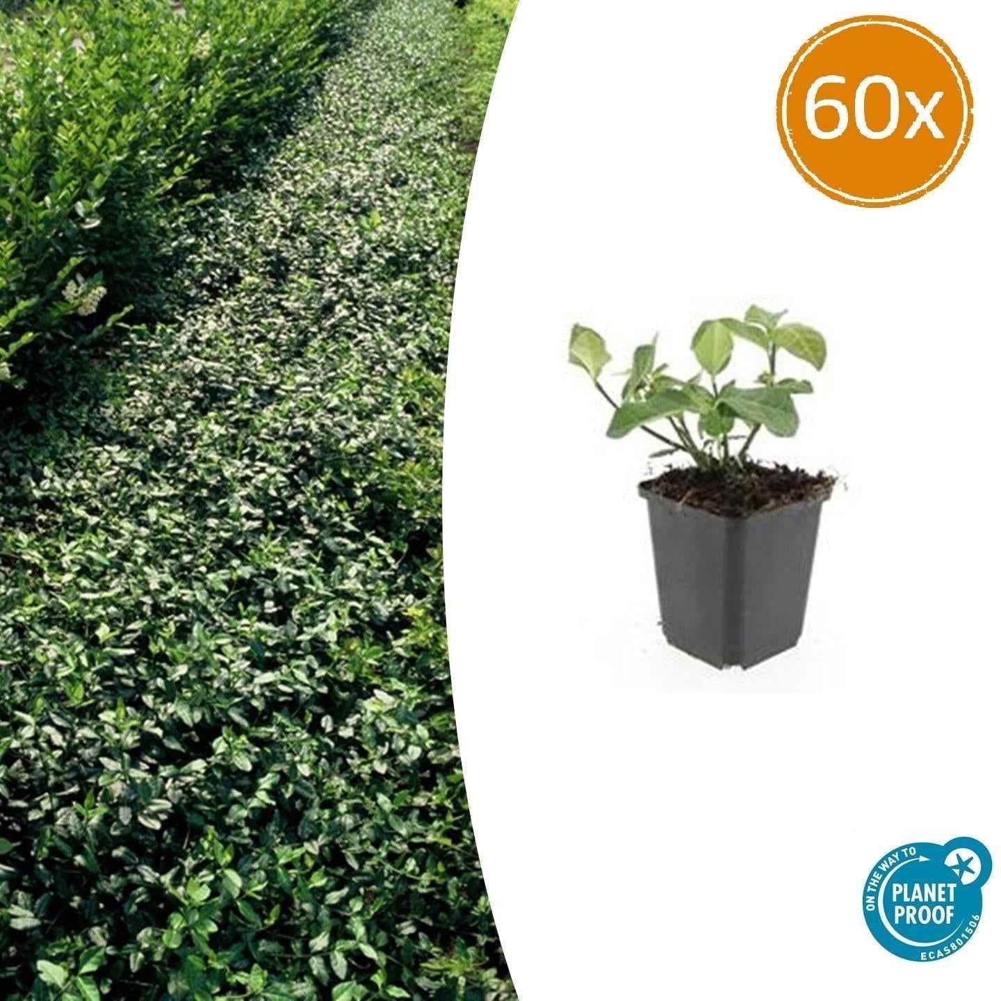 Image of Spindelstrauch – Euonymus fortunei 'Dart's Blanket' – ↕10-25cm – Ø9cm – Schattentolerant – Winterhart – Pflegeleicht-0