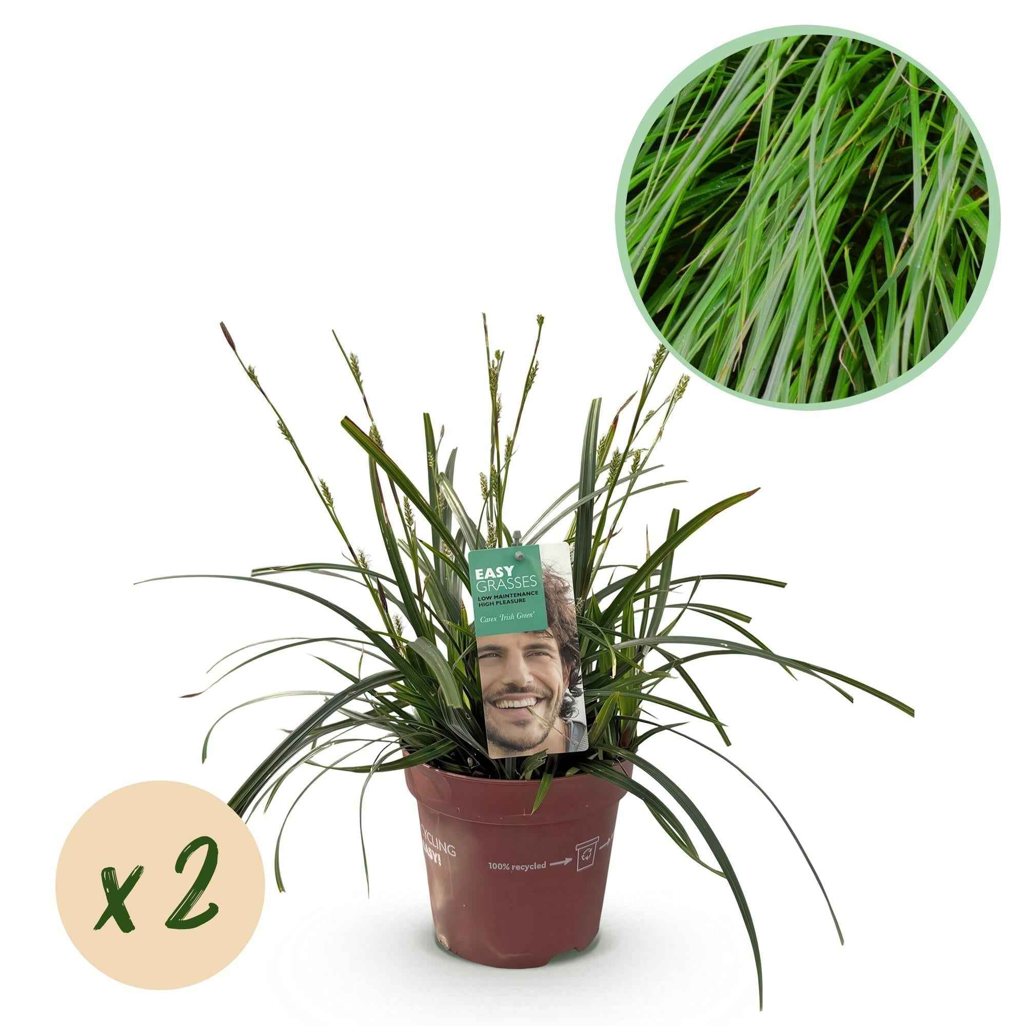 Image of Japansegge Carex oshimensis Intense Green – Ø17cm – Immergrün – Pflegeleicht – Lebhaft grüne Blätter – Ziergras Höhe ca. 50cm-1