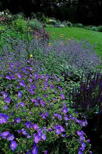 Image of Storchschnabel Geranium 'Johnson's Blue' – ↕10-25cm – Ø9cm – Winterharte Staude & Bodendecker – Leuchtend blaue Blüten-4