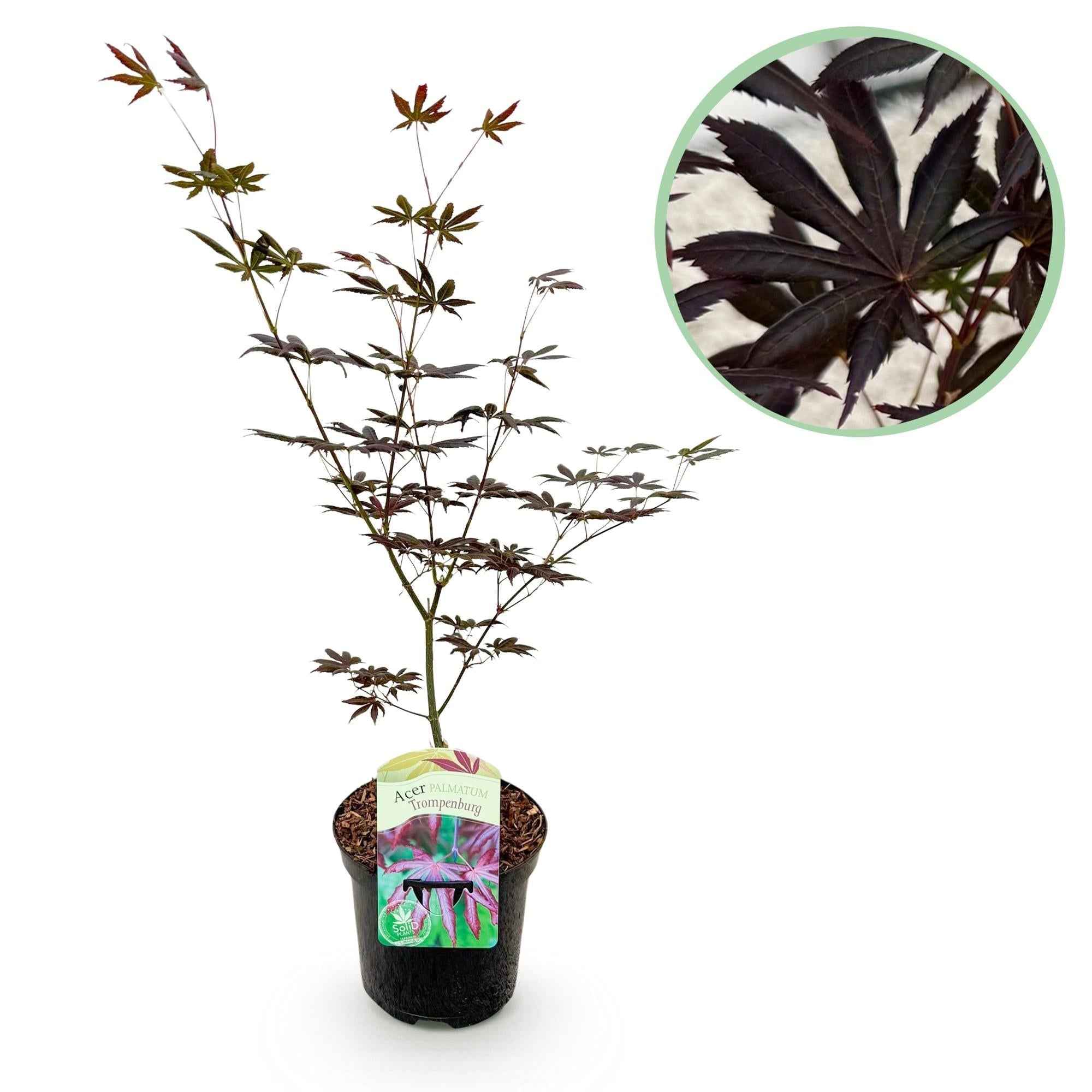 Image of Japanischer Ahorn Acer palmatum 'Trompenburg' – Dunkel Lila – Balkon – & Gartenpflanze – Ø19cm – Ca. 70cm hoch-2